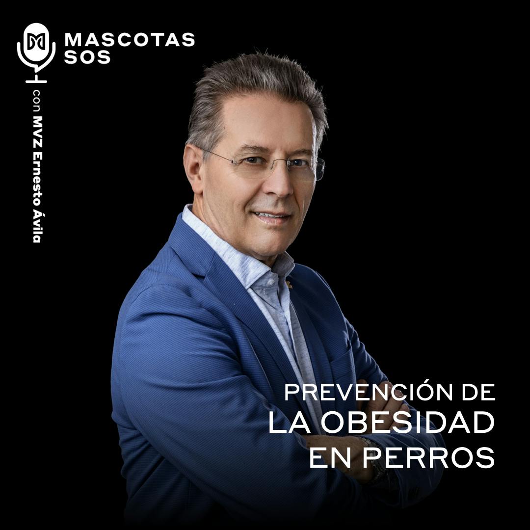 Prevención de la obesidad en perros Prevención de la obesidad en perros