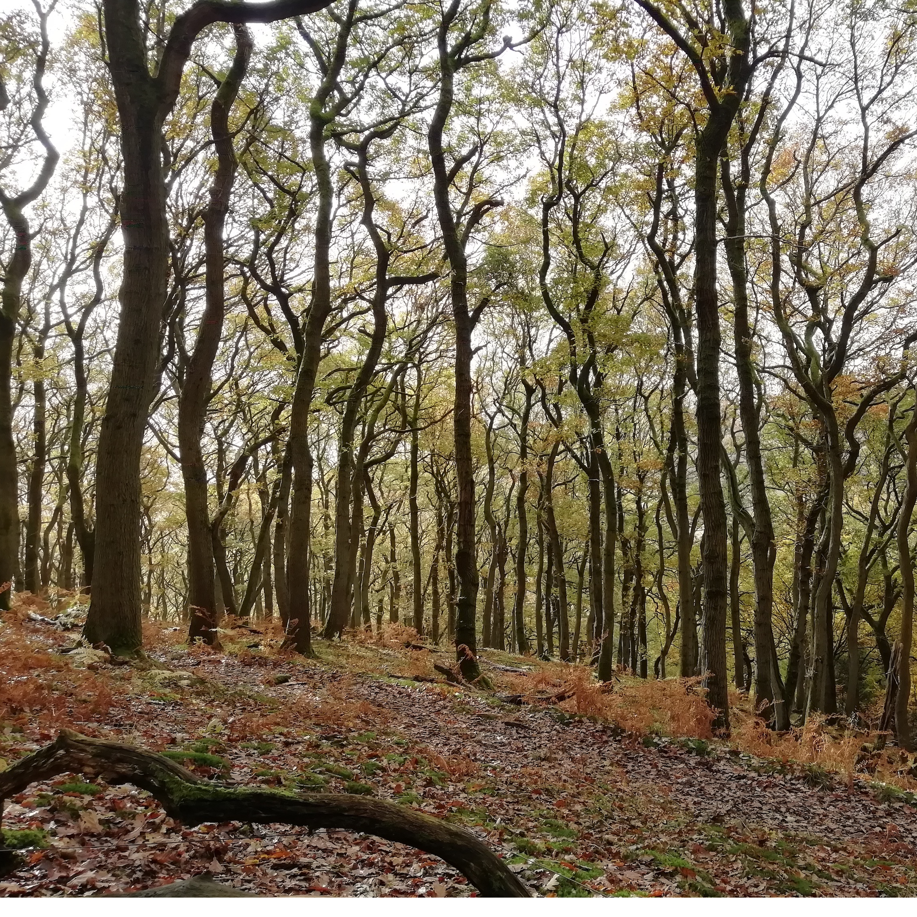 Sound Escape 40: the delicious sound of feet crunching on fallen leaves in an ancient woodland
