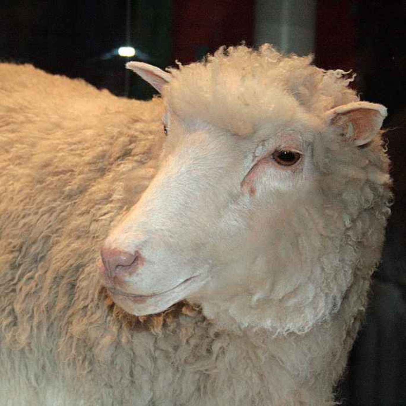The Most Famous Sheep in the World