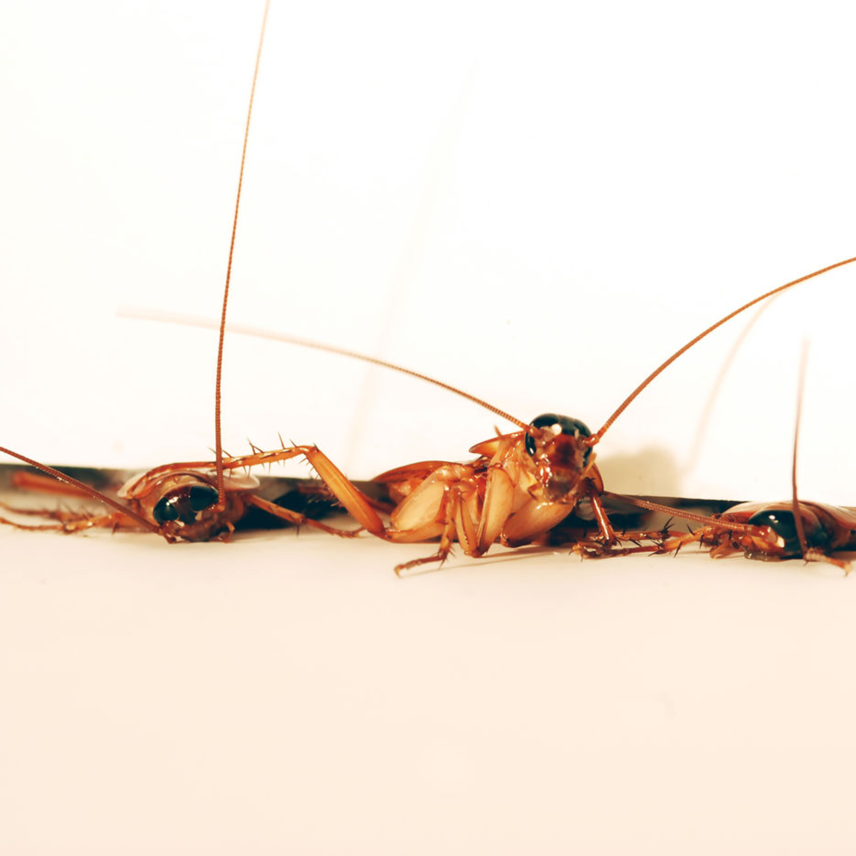 Podcast: The effects of Neandertal DNA on health, squishing bugs for science, and sleepy confessions