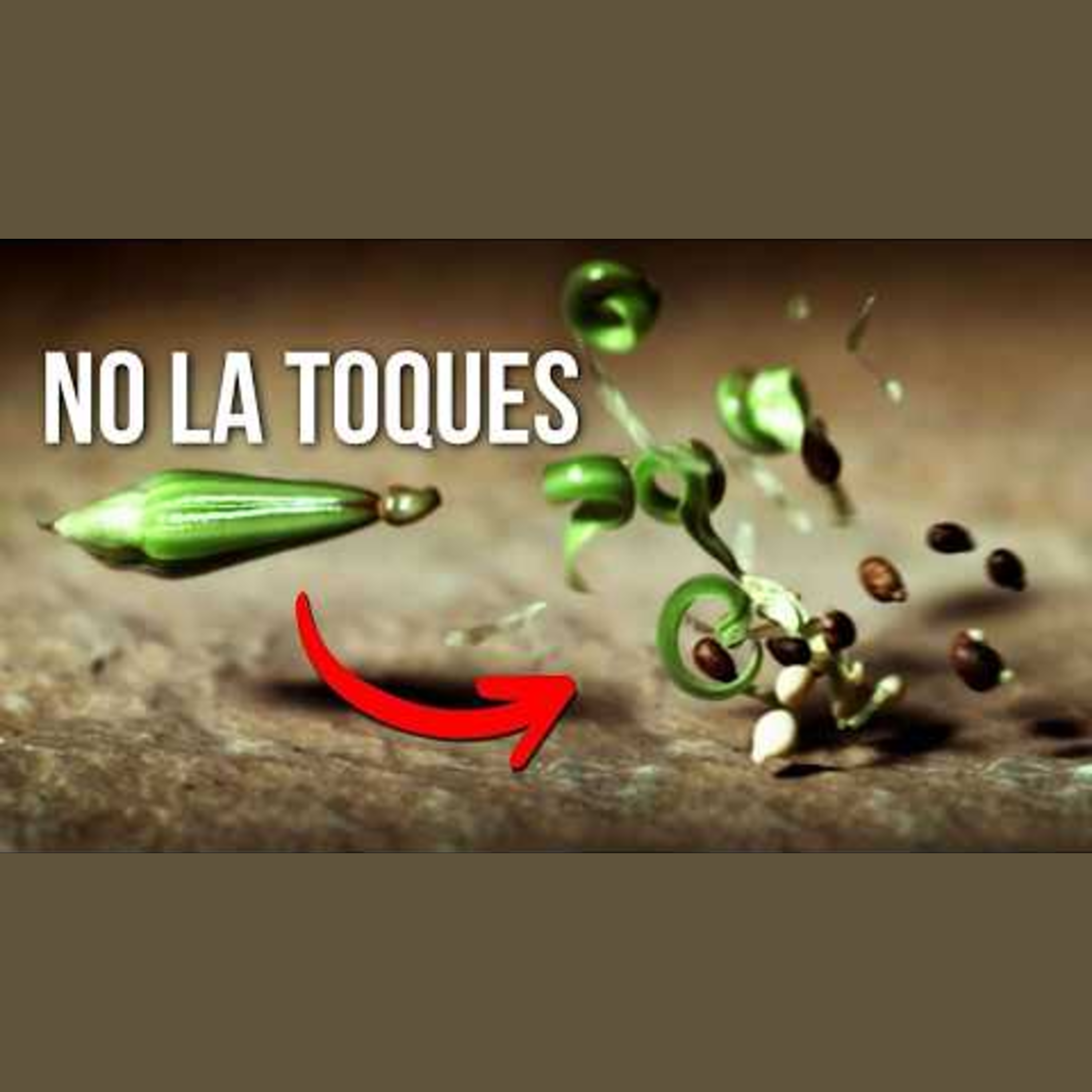 NO toques esta planta MORTAL