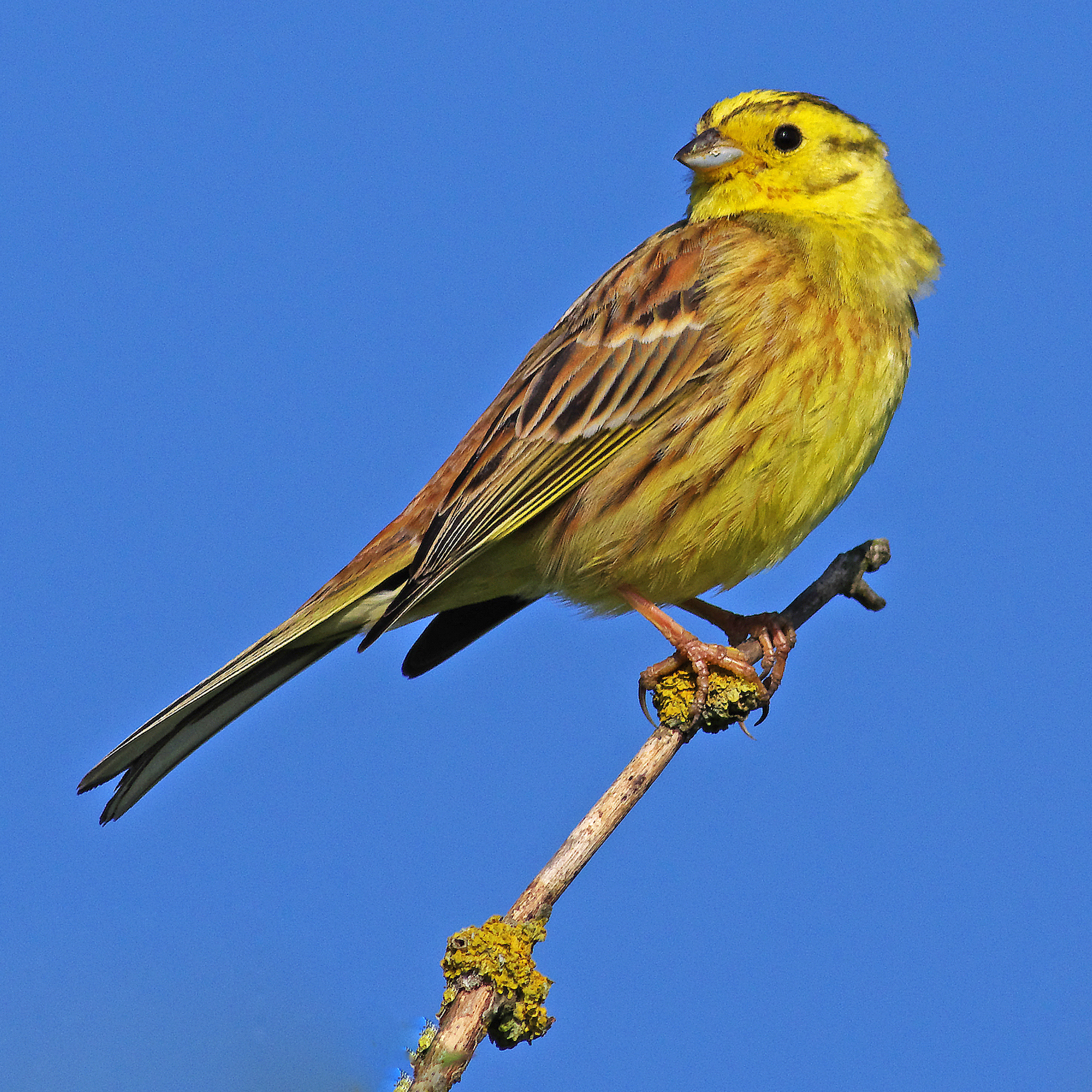 Sound Escape 182. Be mesmerised by the songs of yellowhammers