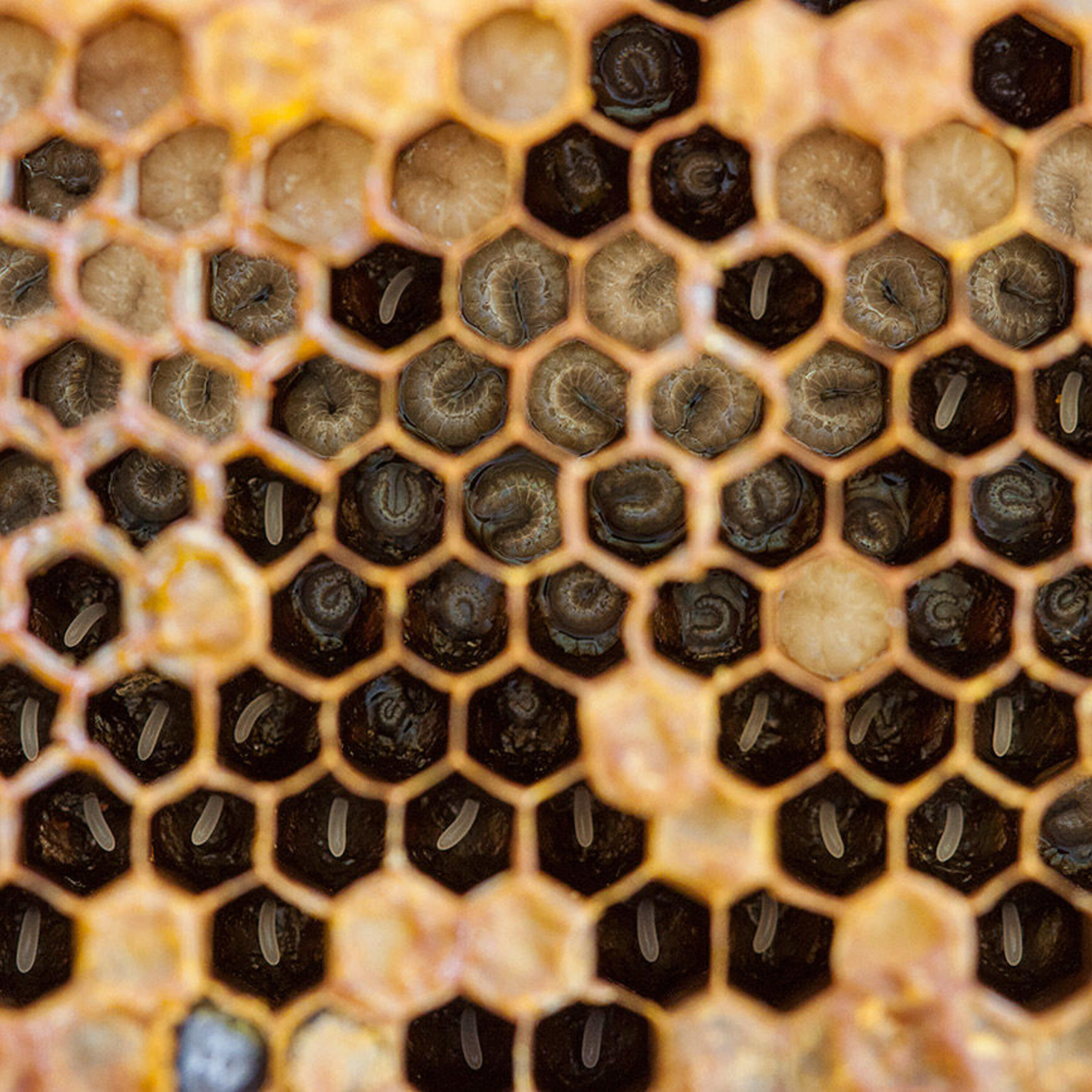 Podcast: Taking race out of genetics, a cellular cleanse for longer life, and smart sweatbands