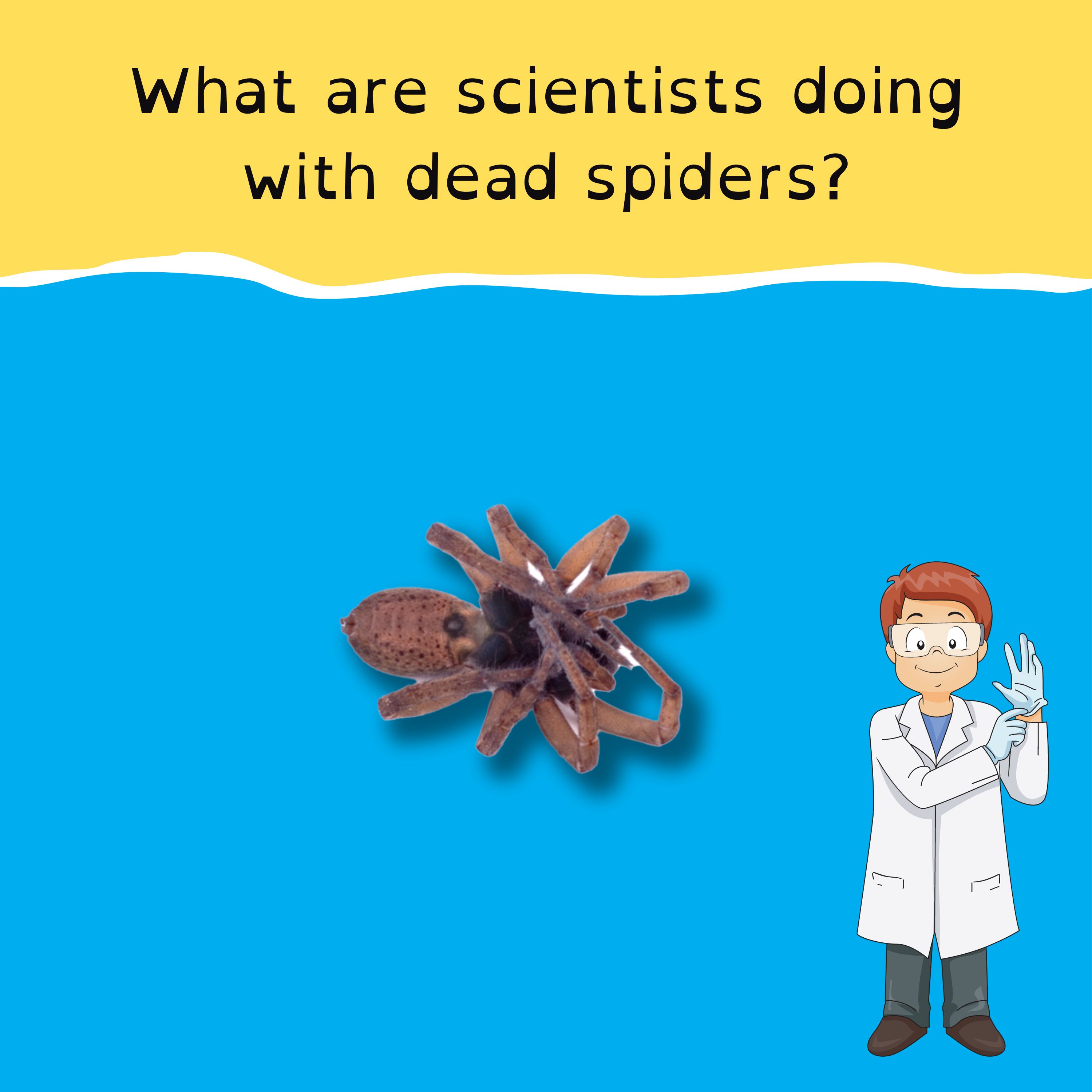 Monday, October 23 - Earthquake rattles Melbourne; Japan’s skinny sumos; South Africa beat England: twice; and look out for spider zombies!