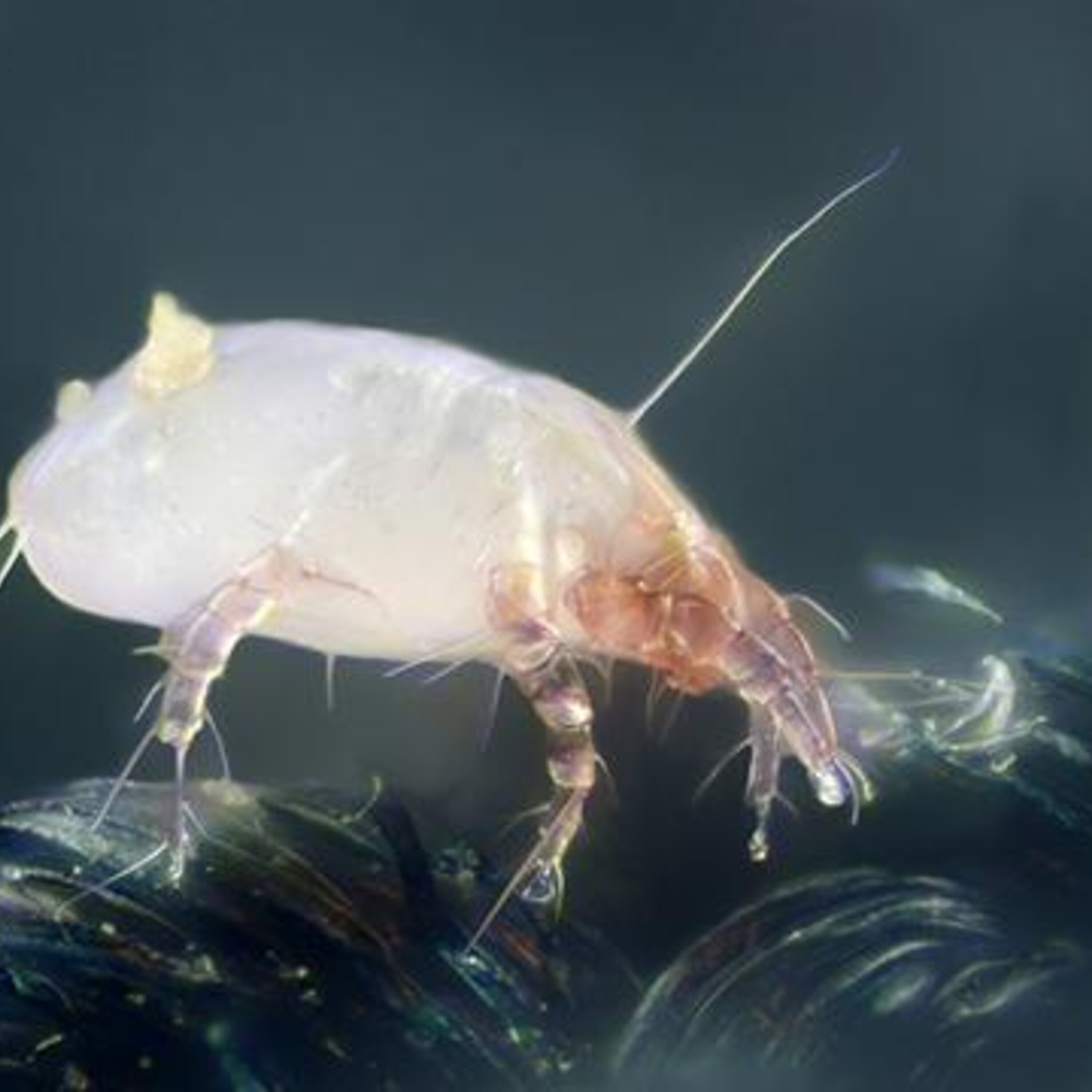 Podcast: A planet beyond Pluto, the bugs in your home, and the link between marijuana and IQ