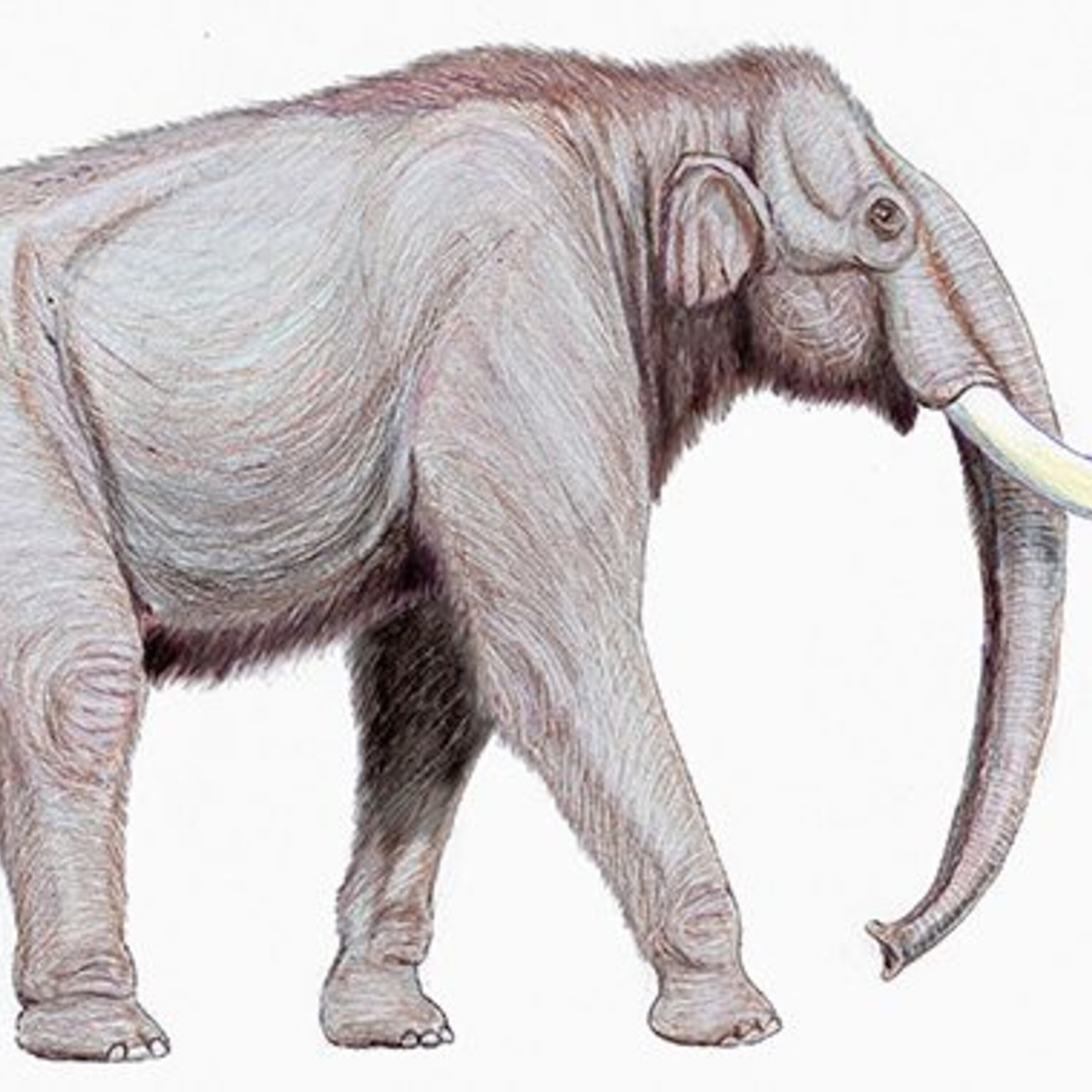 Podcast: Wounded mammoths, brave birds, bright bulbs, and more