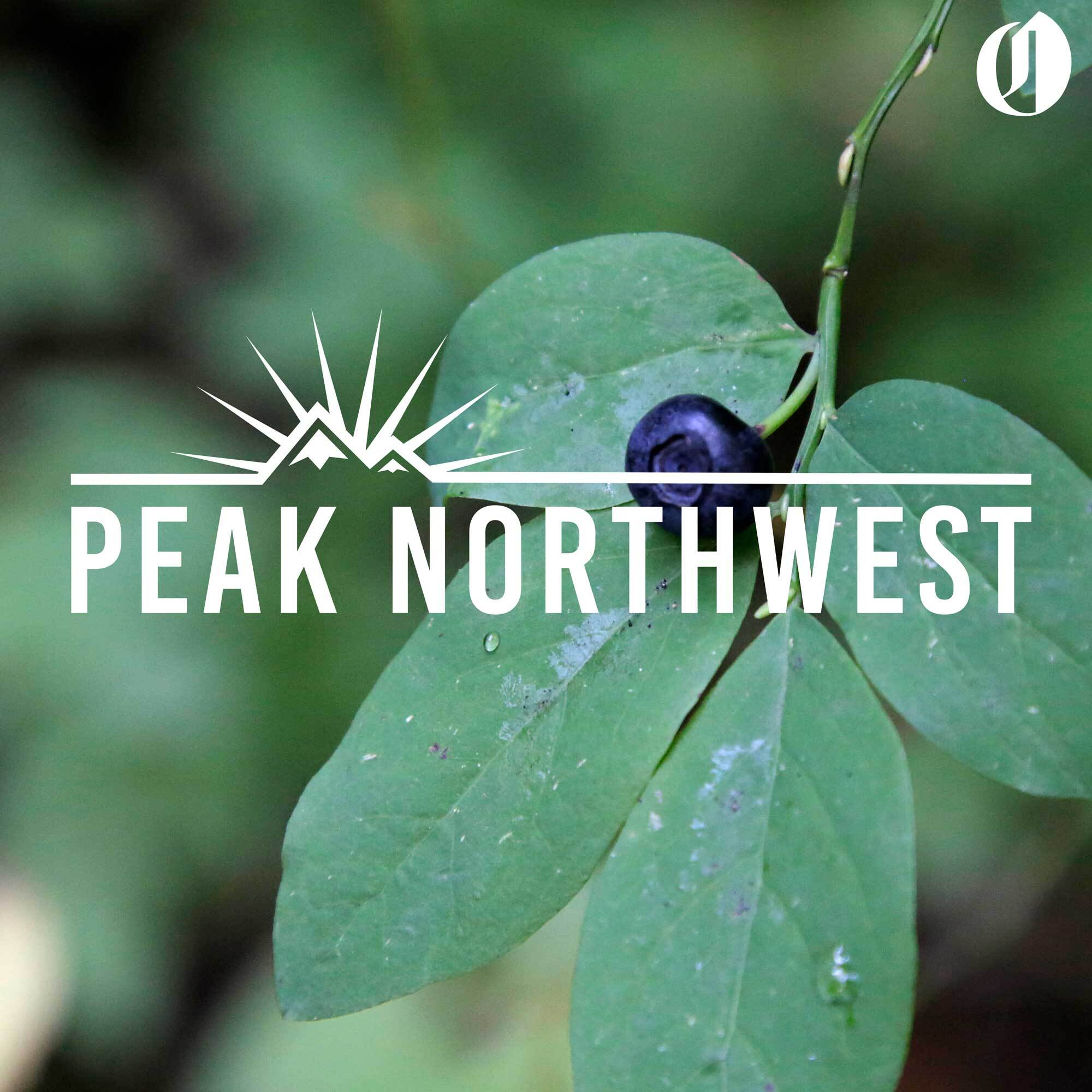Searching for huckleberries on Huckleberry Mountain