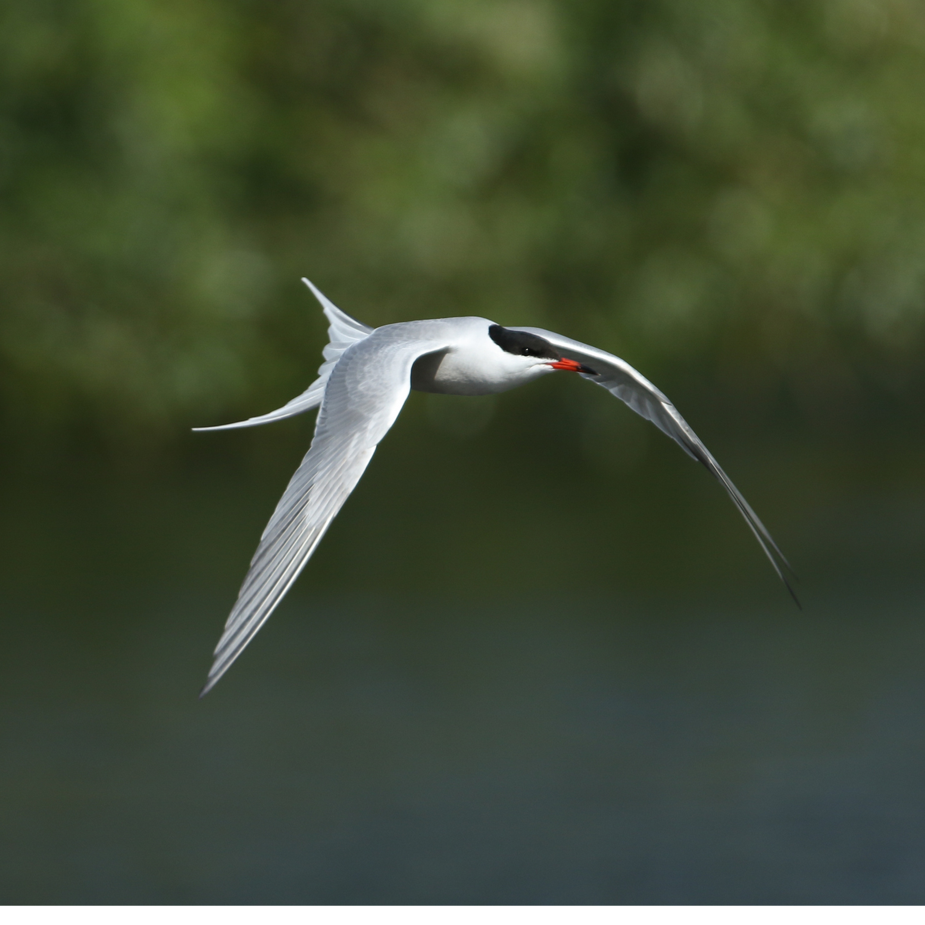Sound Escape 32: listening to cries of terns from a bird hide at Hodbarrow, Cumbria