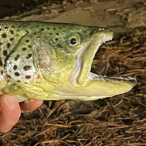 The My Fishing Cape Cod Podcast