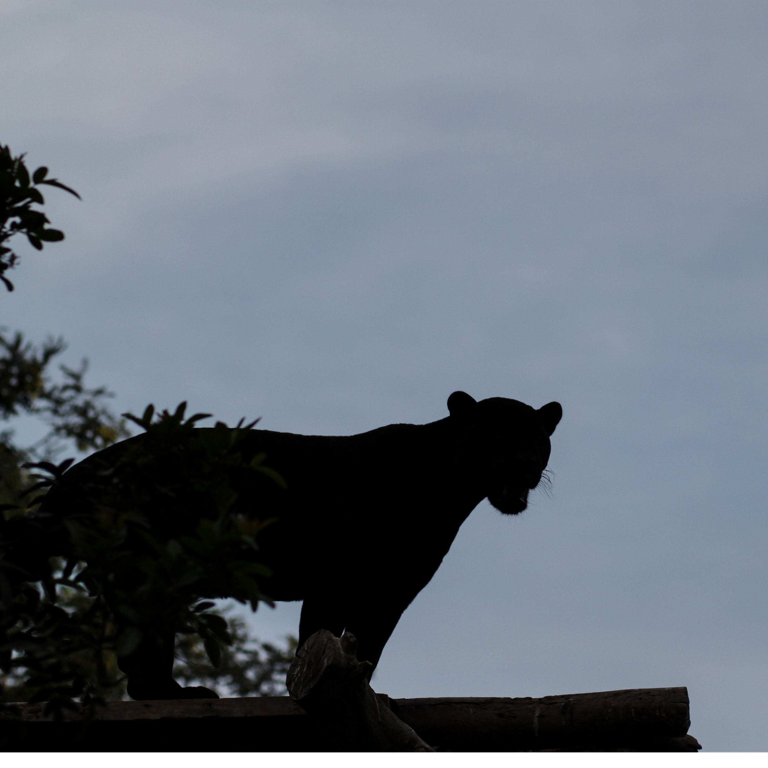 118. On the hunt for mystery big cats on the loose in the Cotswolds