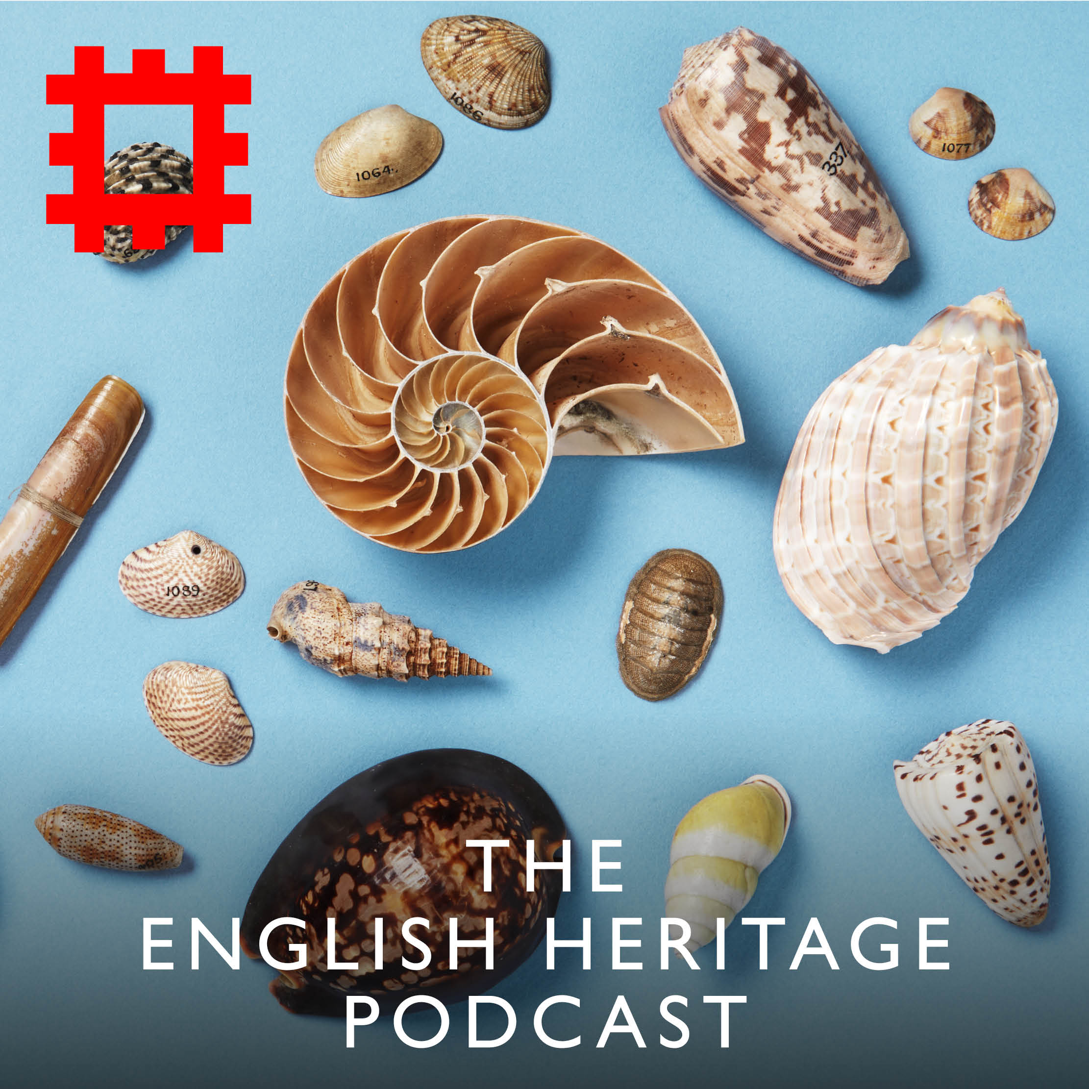 Episode 259 - Long lost shells returned: from Captain Cook’s voyage to Chesters Roman Fort (via a skip)