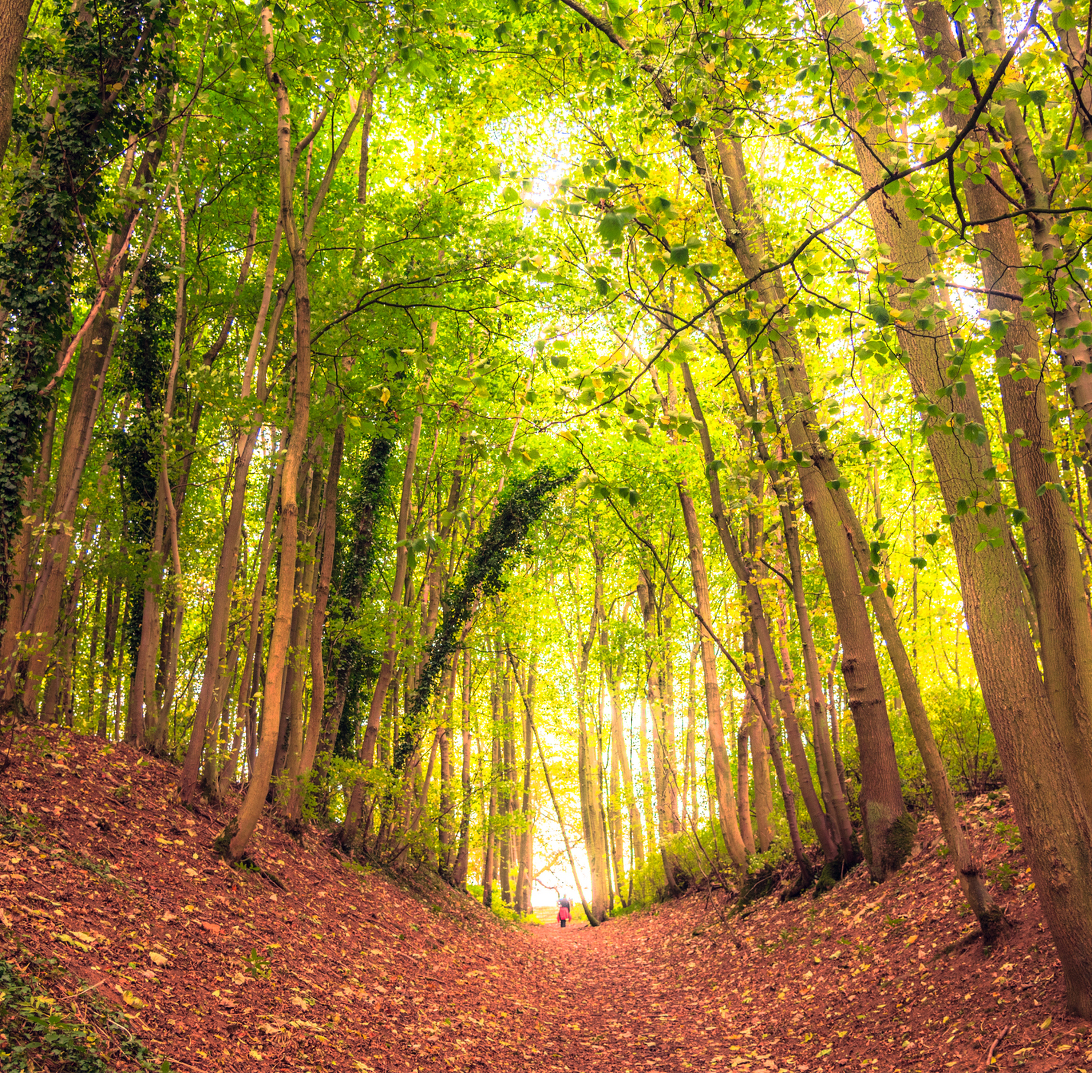 Sound Escape 31: the calming patter of rain on autumn leaves