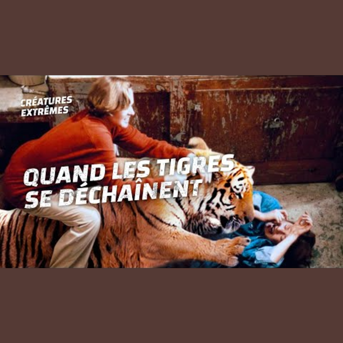 Les attaques de tigres les plus meurtrières