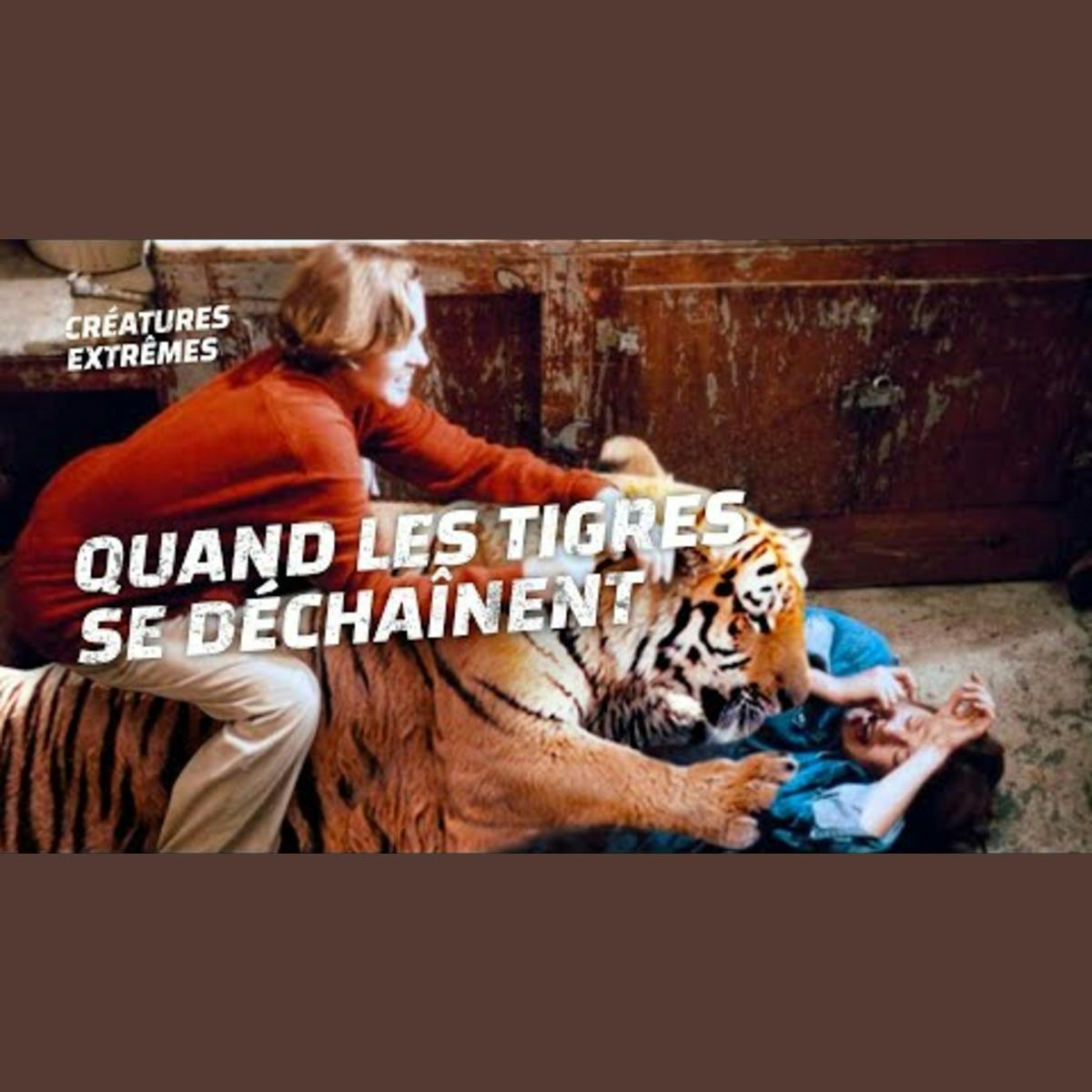 Les attaques de tigres les plus meurtrières Les attaques de tigres les plus meurtrières