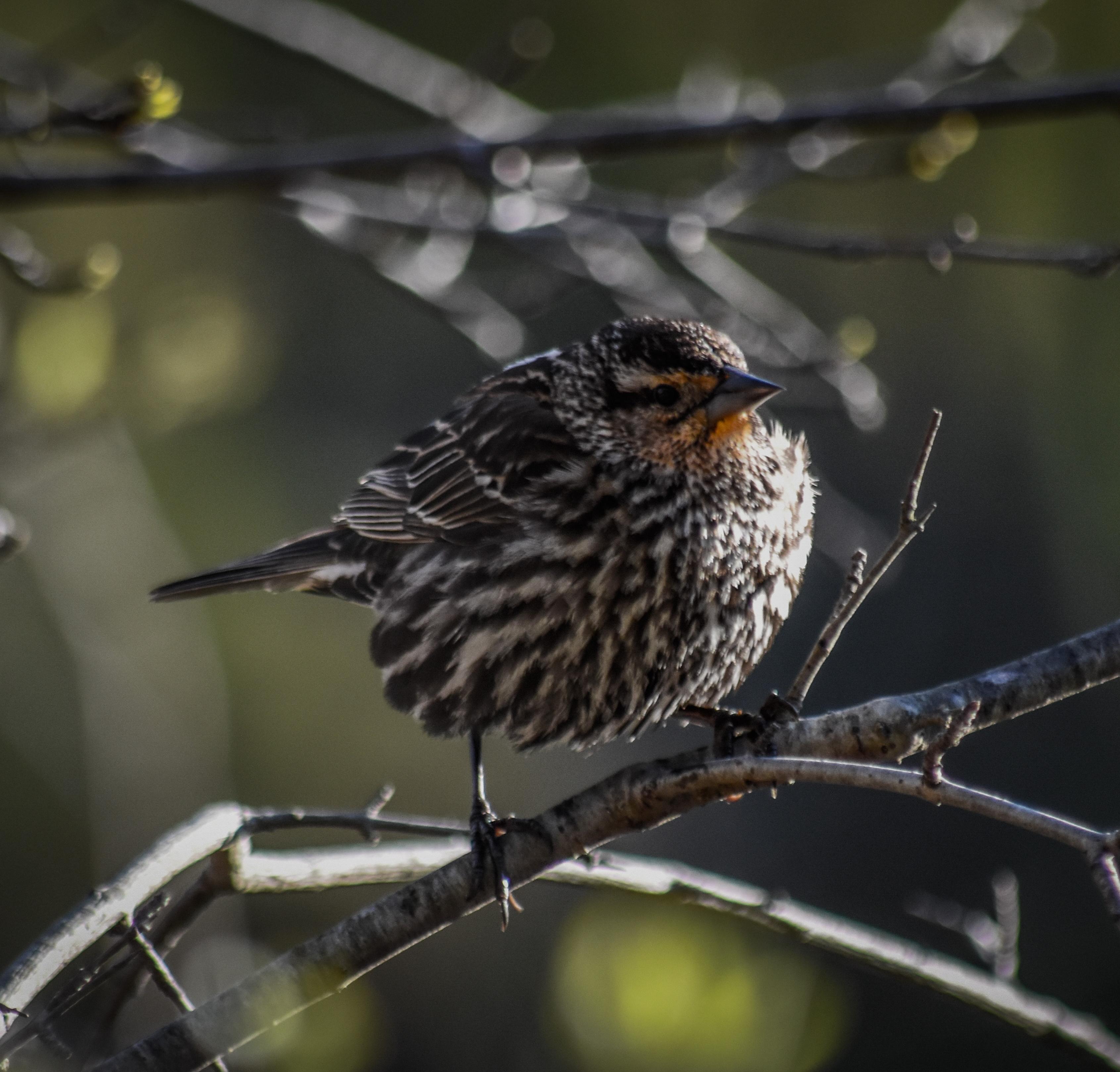 Calming Morning Birds Singing: 8-Hour Tranquil Avian Soundscape for Relaxation, Studying & Sleep episode artwork