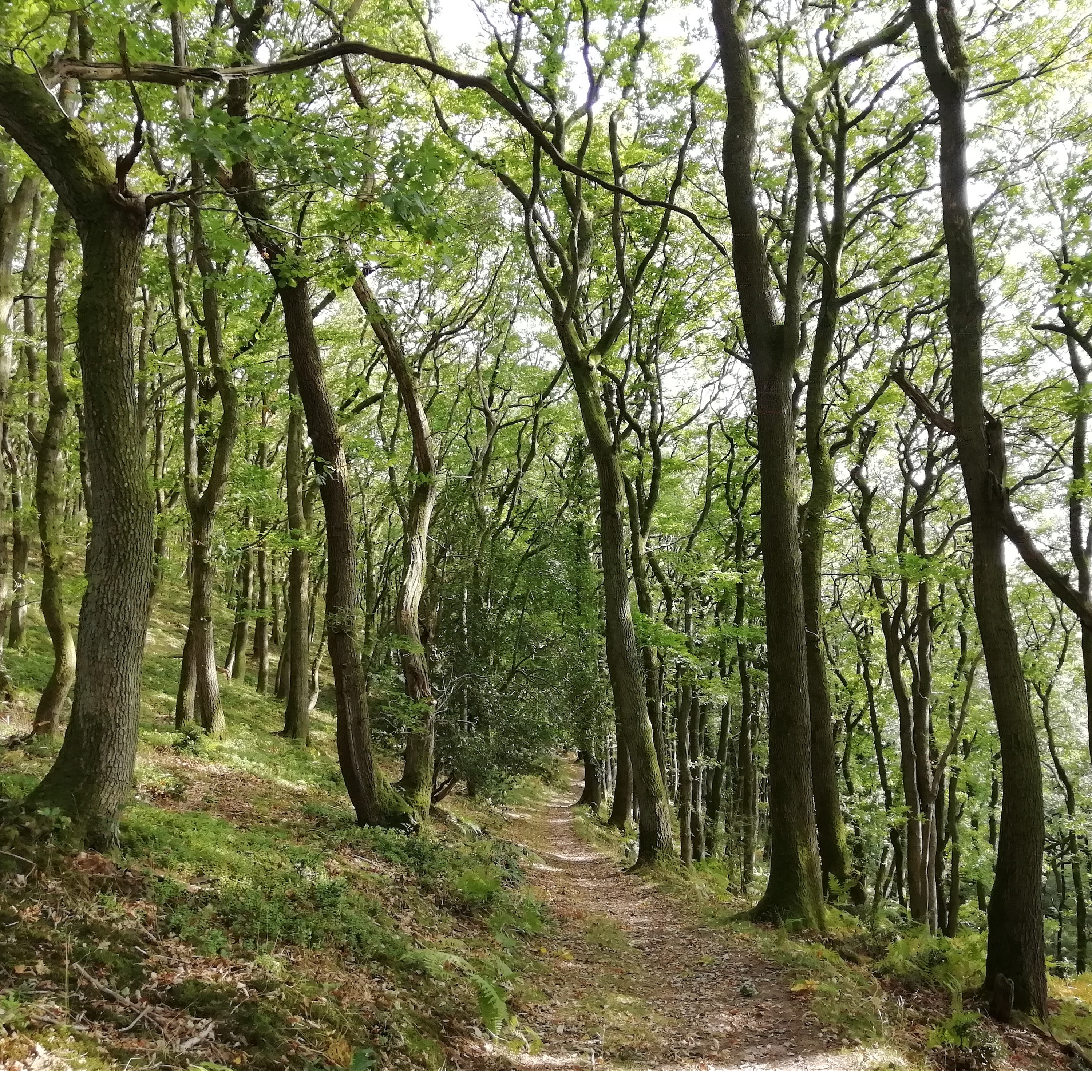 Sound Escape 30: Tranquil footsteps along a woodland path and stream in autumn