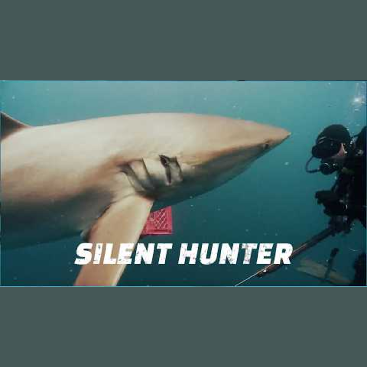 Exploring the World of the Dusky Shark episode artwork