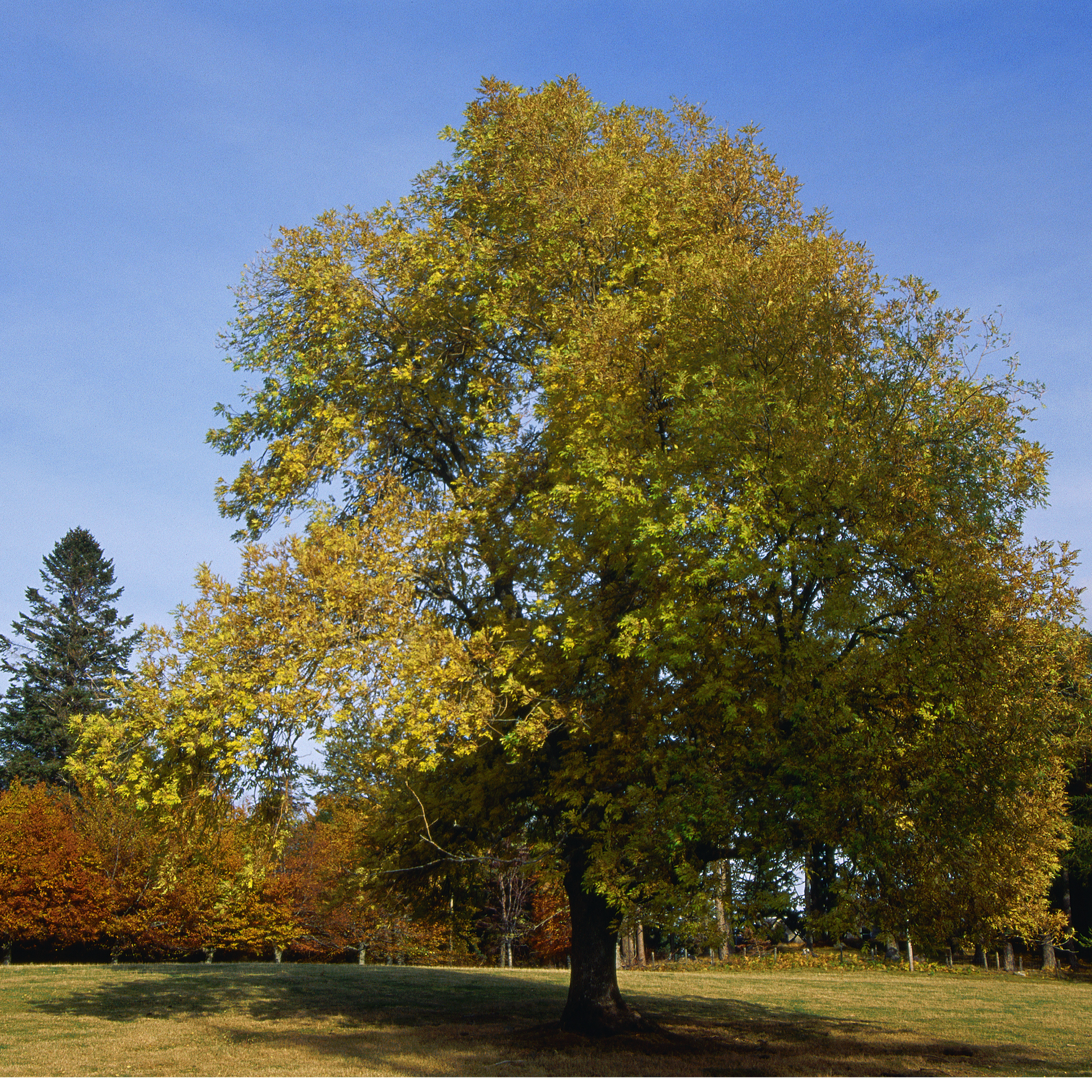 Sound Escape 27: be calmed by the wild song of the ash tree