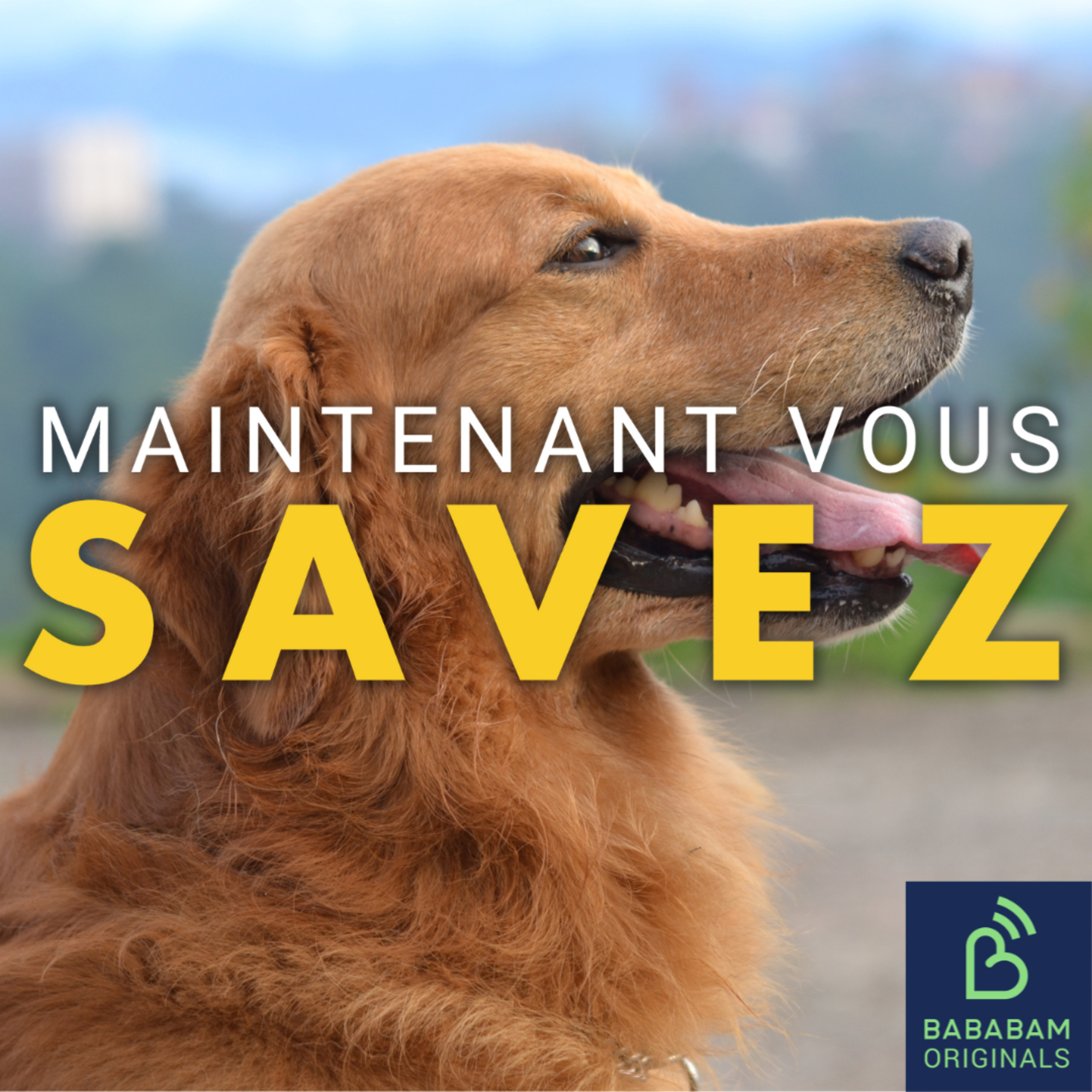 Procès le Scouarnec : à quoi servent les chiens auprès des victimes ?