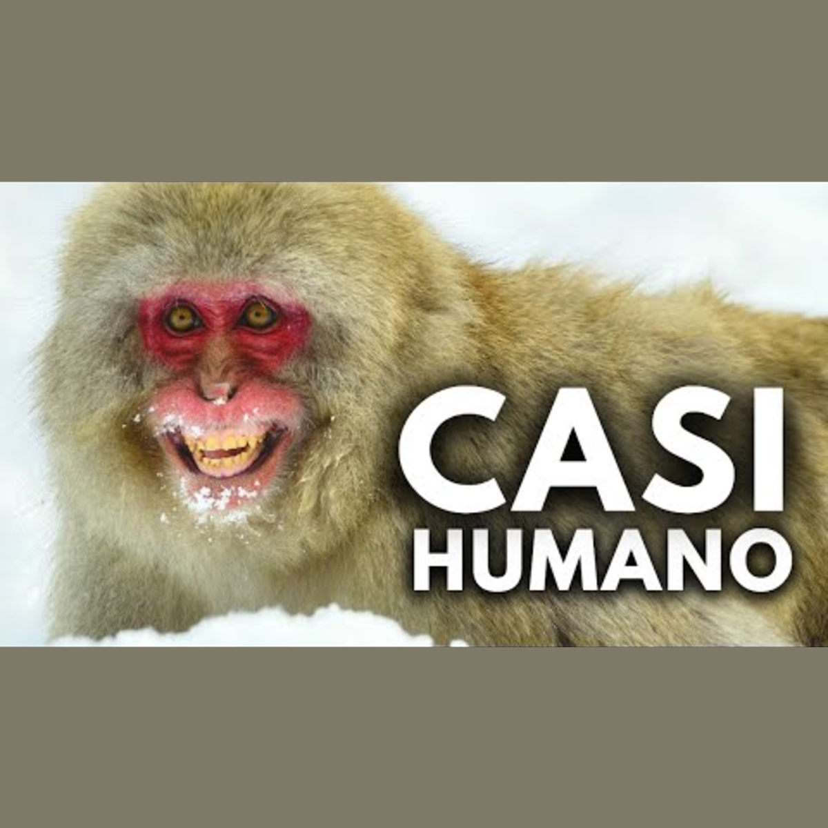 Animalogic En Español