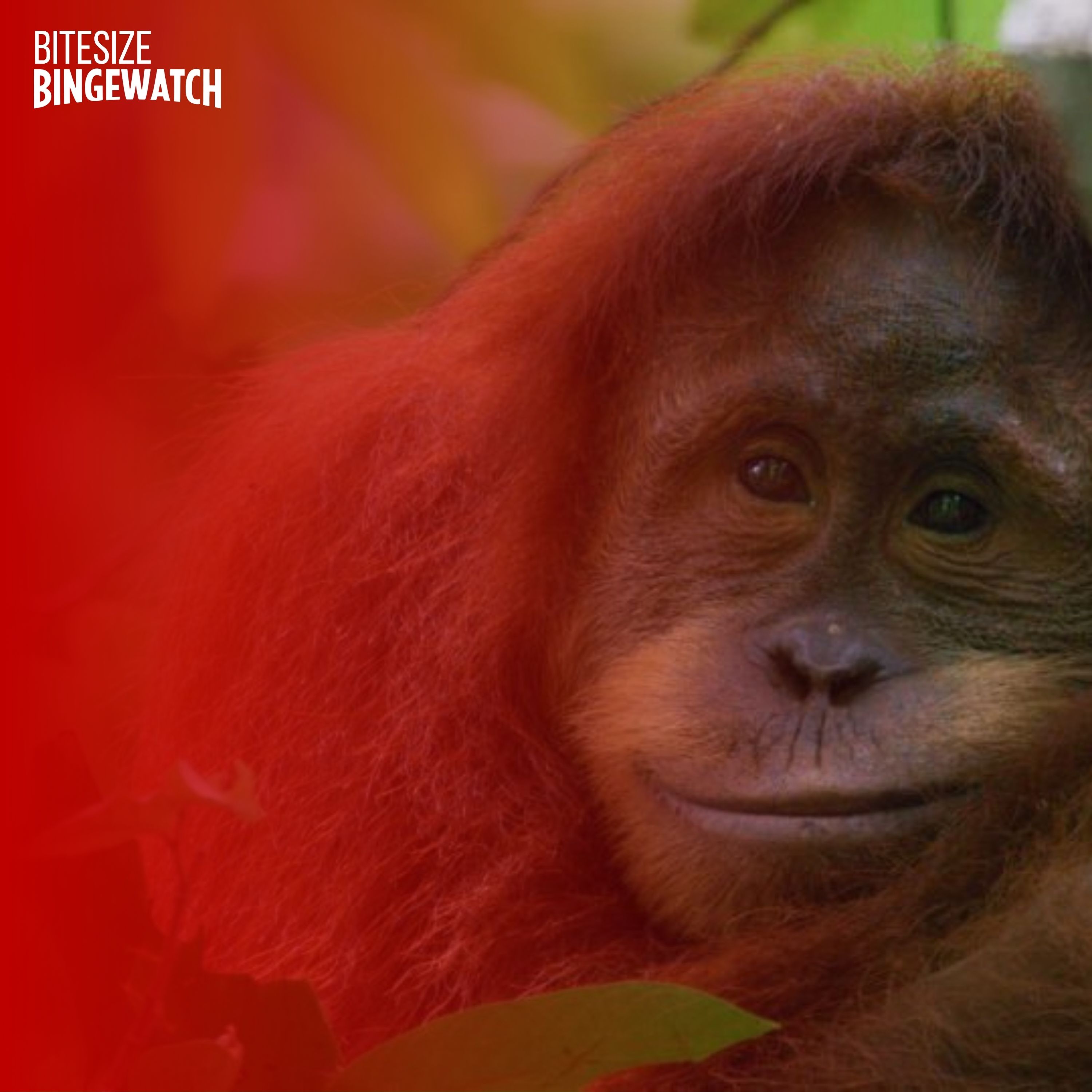 Orangutan (Disney Plus, 2026) episode artwork