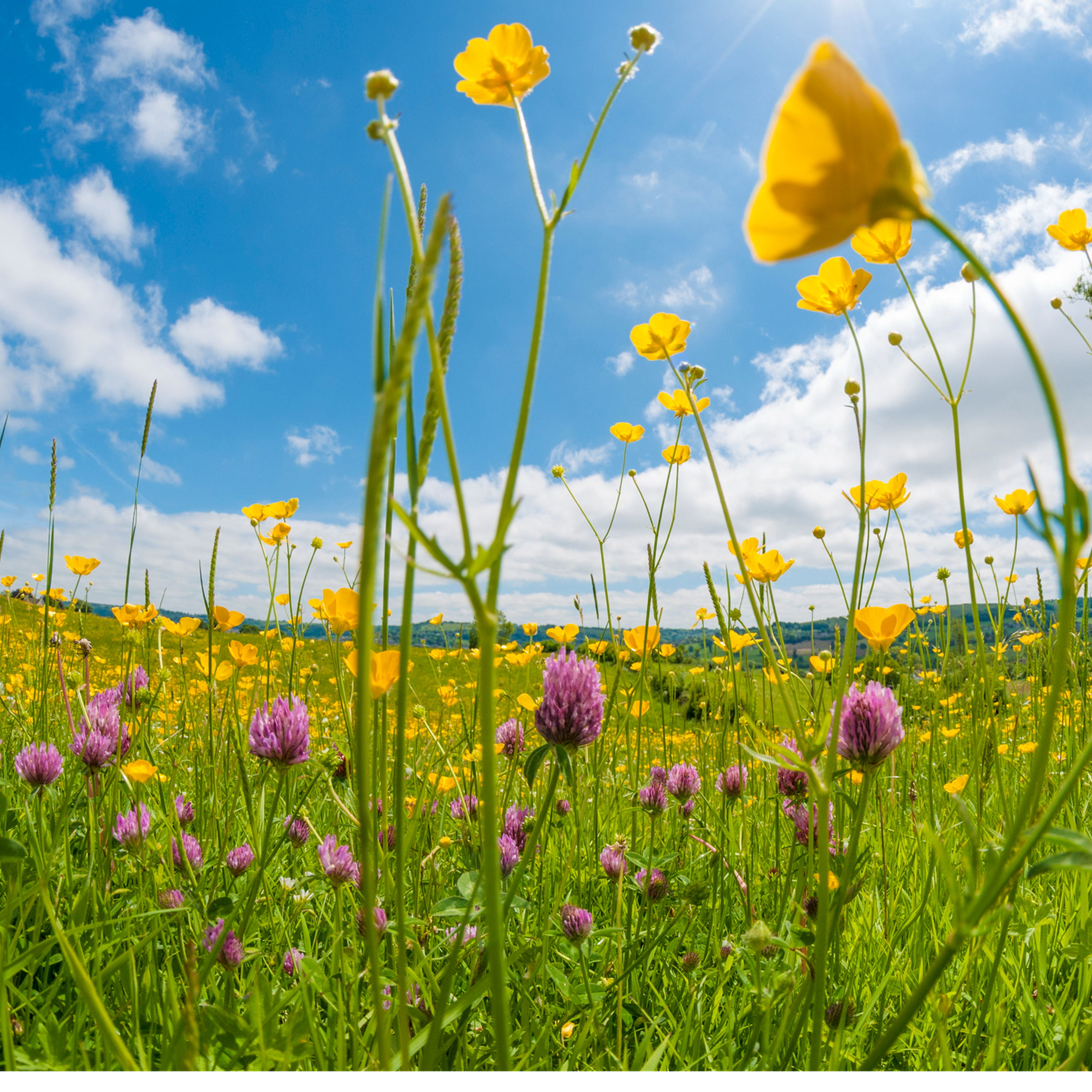 Sound Escape 24: sit back and relax to the sleepy hum and buzz of a midsummer meadow