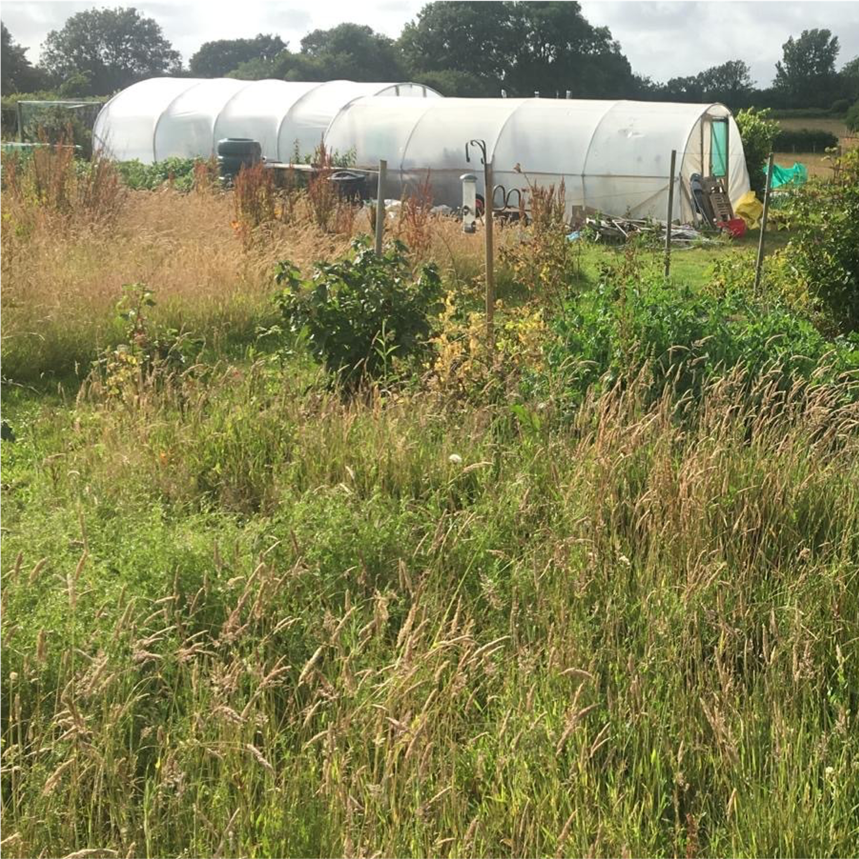 Sound escape 22: the joyful song of summer on the allotment