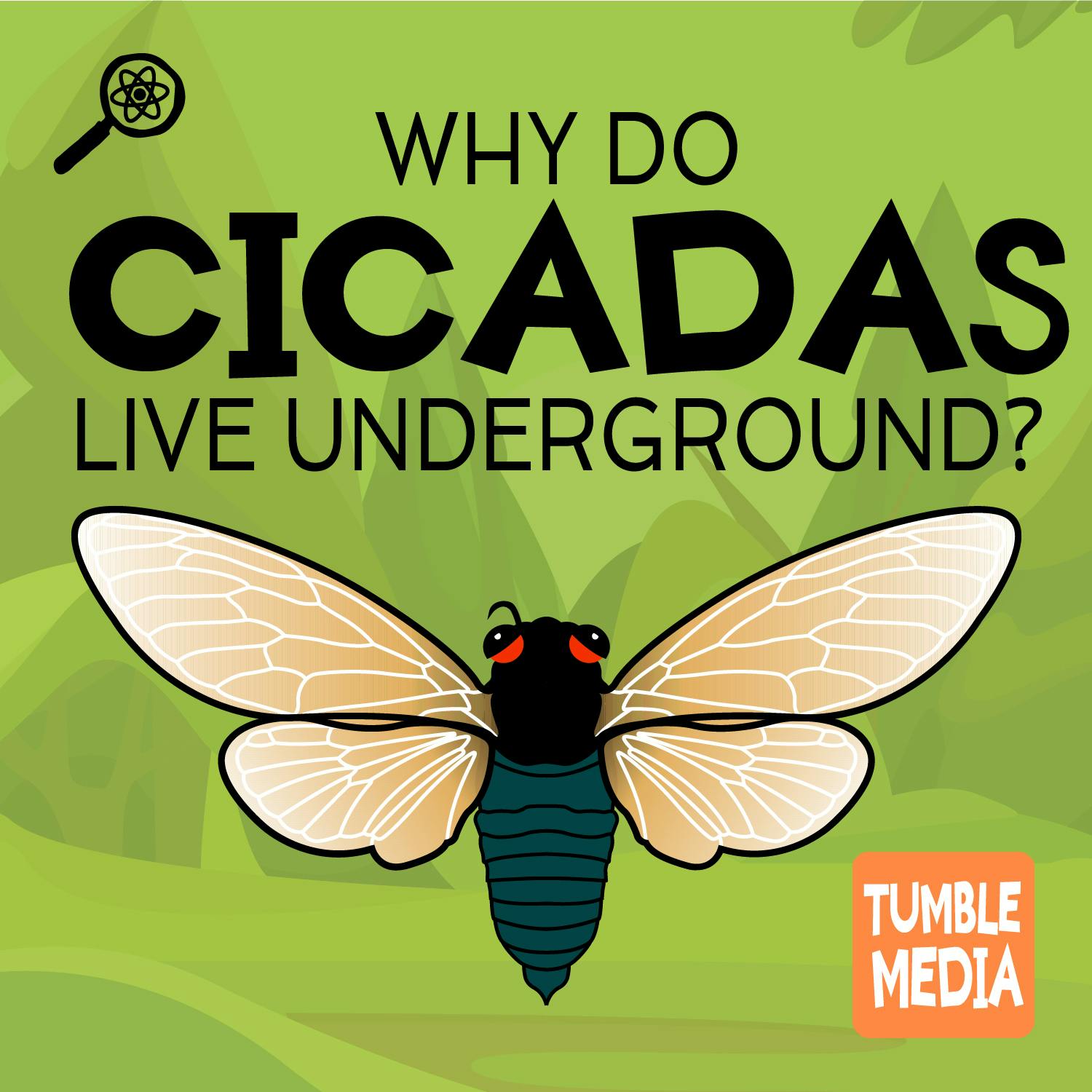 Why Do Cicadas Live Underground?