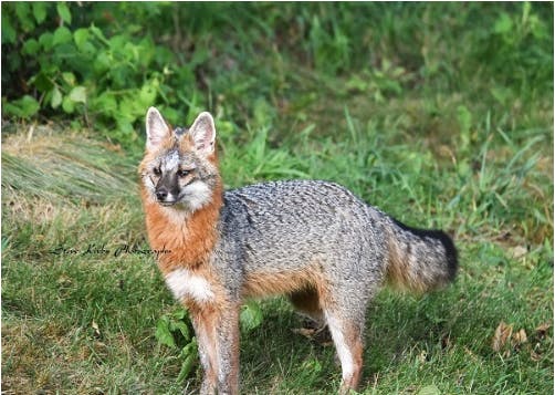 063: The Gray Fox in Iowa