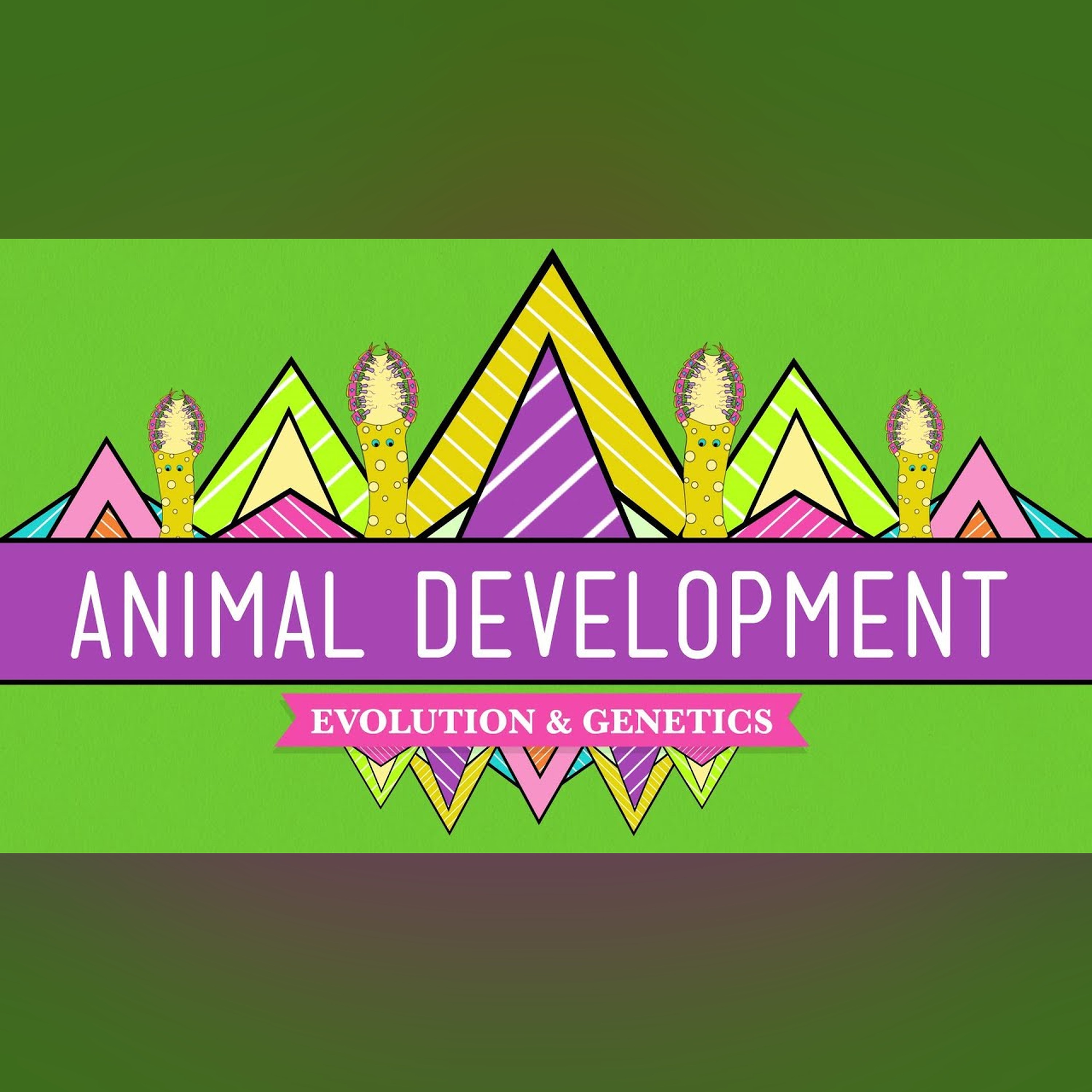 Animal Development: We're Just Tubes - Crash Course Biology #16