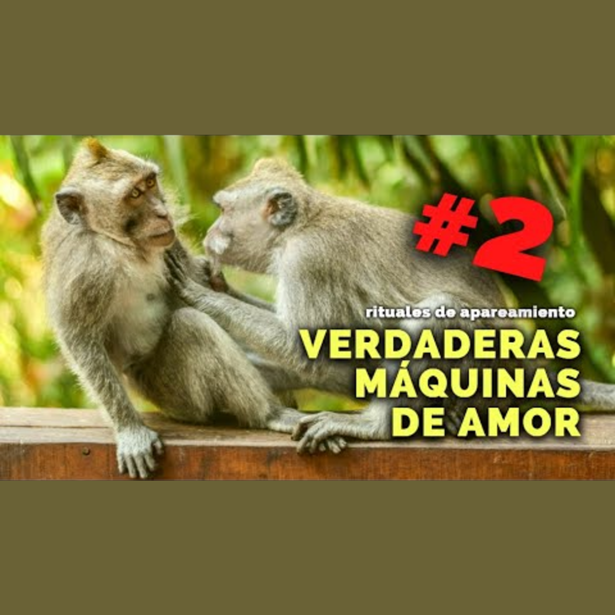 Animalogic En Español