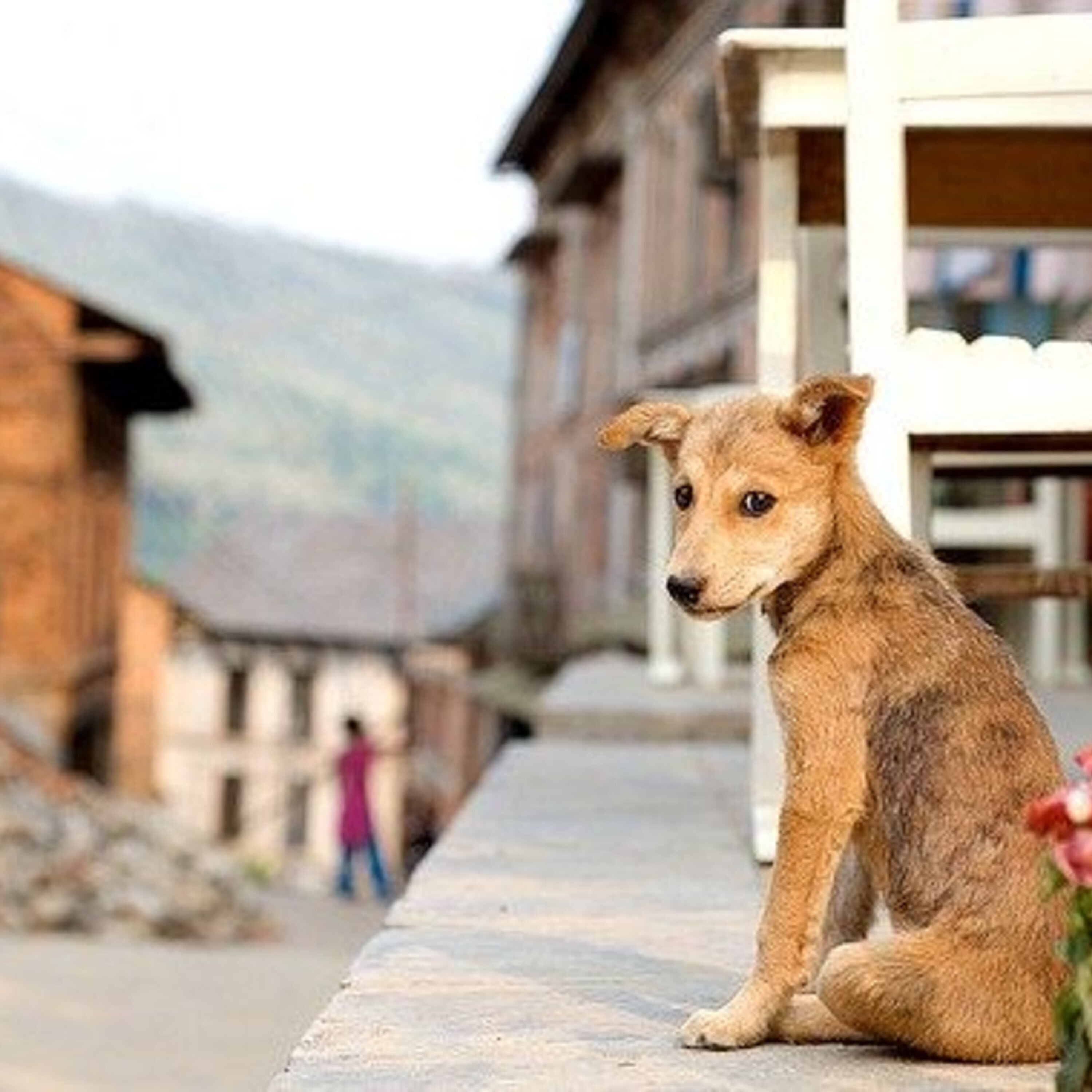 The neuroscience of reversing blindness and a daily news roundup