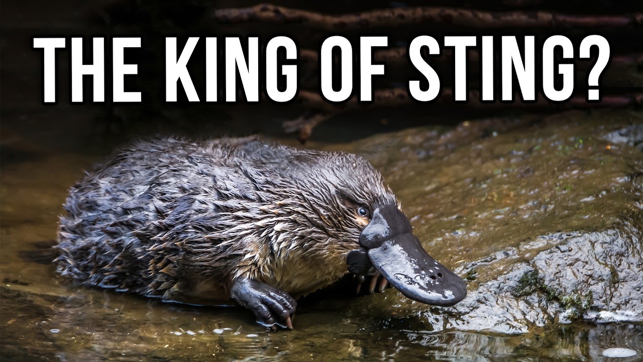 The Actual Most Painful Sting and How Did They Figure That Out?