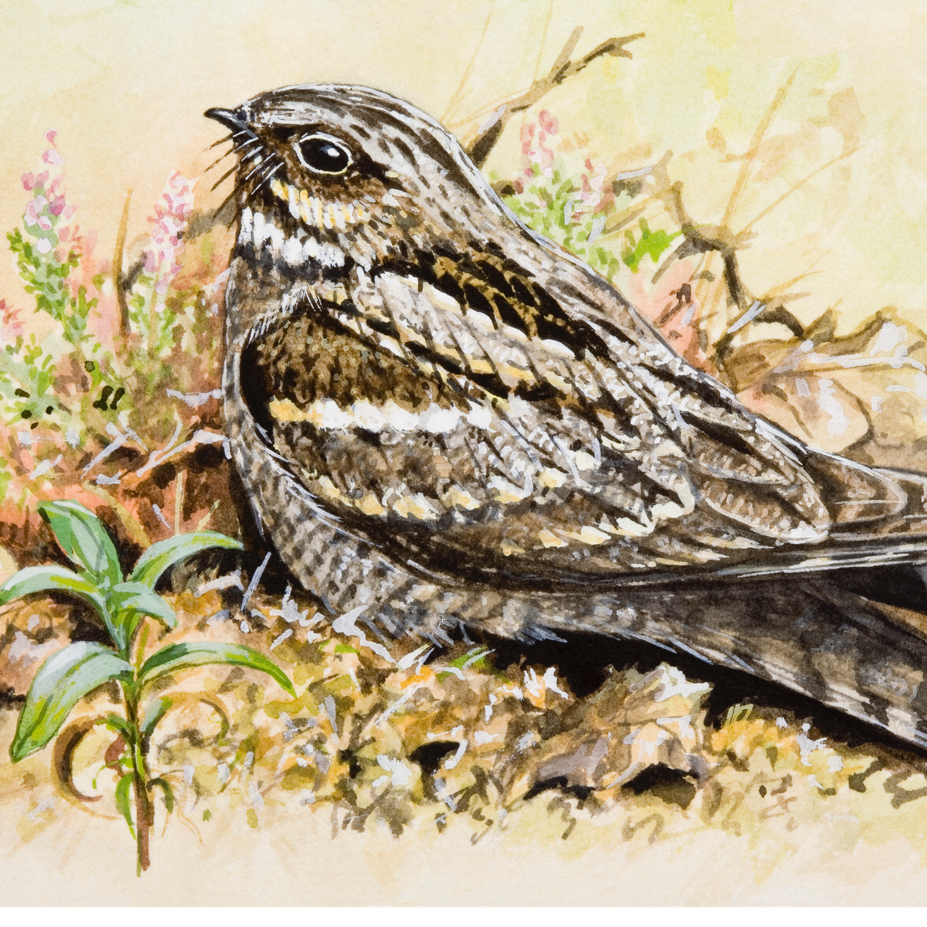 Sound Escape 20: the mesmerising churring of a nightjar on a summer's night