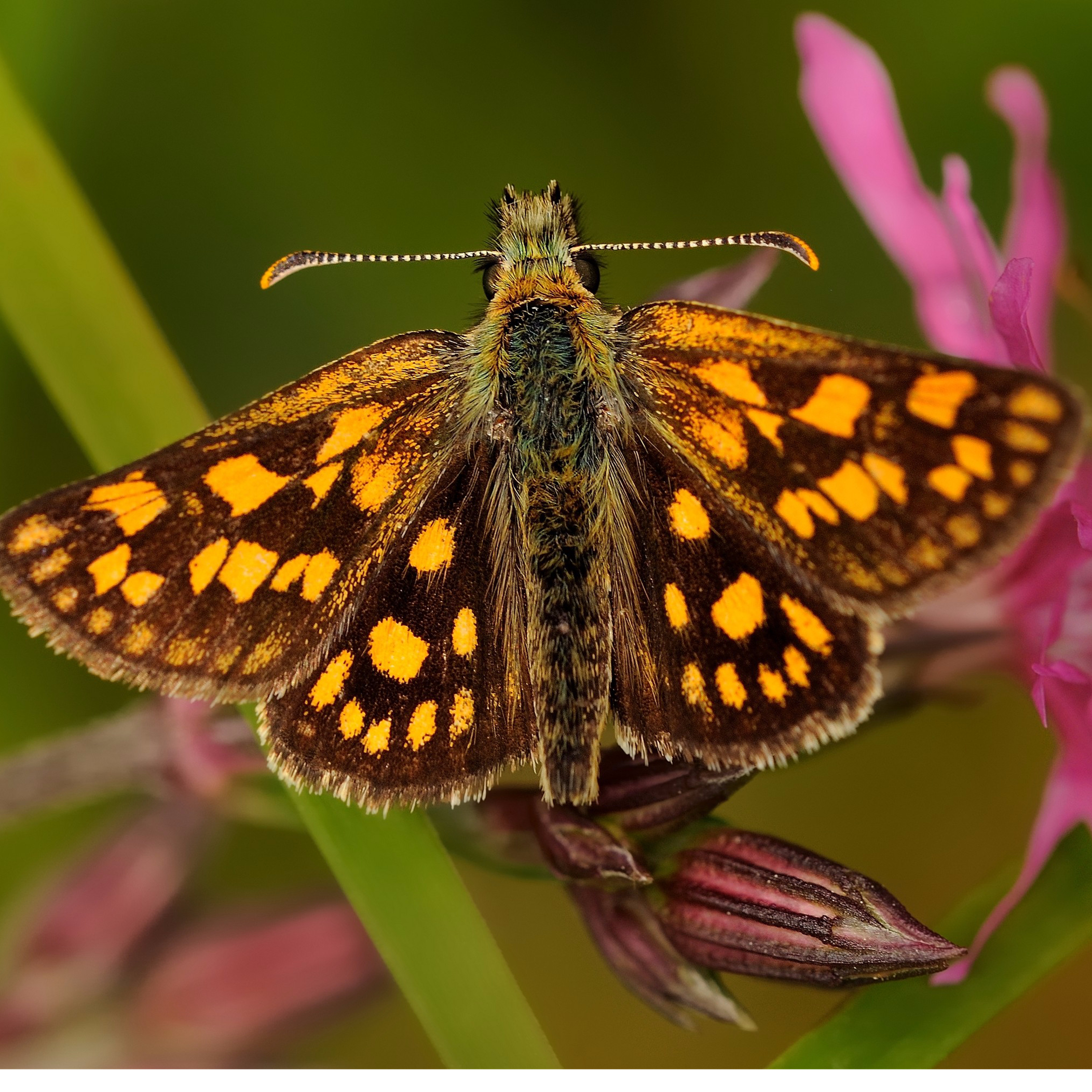 107. Searching for a very rare butterfly in Rockingham Forest