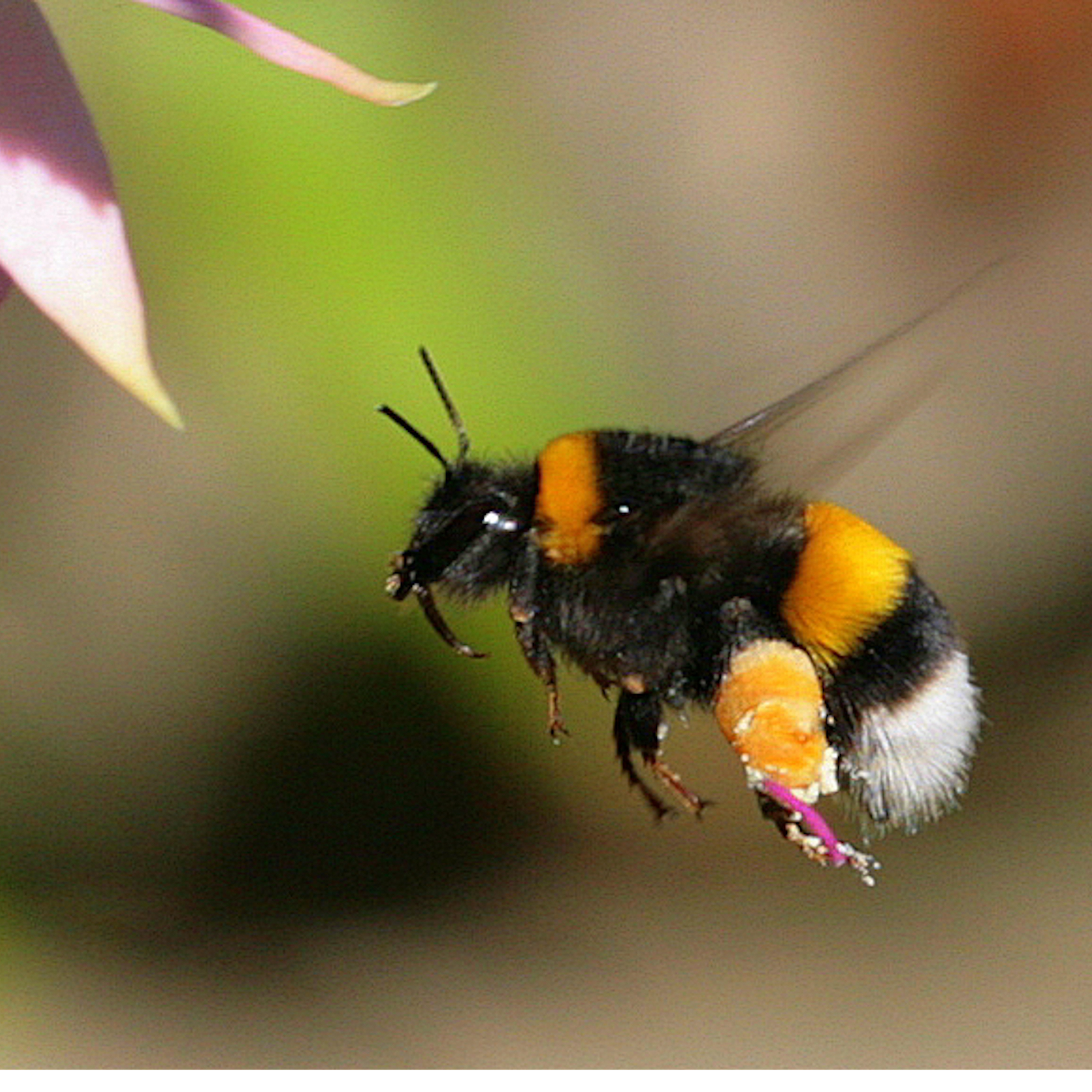 Sound Escape 19: The hum of busy bumble bees