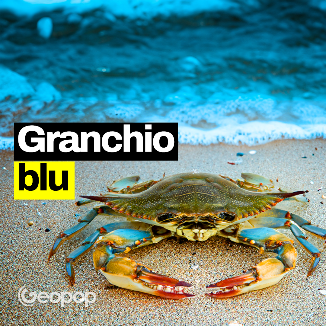 Granchio blu: cos'è l'acqua di zavorra delle navi che l'ha trasportato nei nostri mari