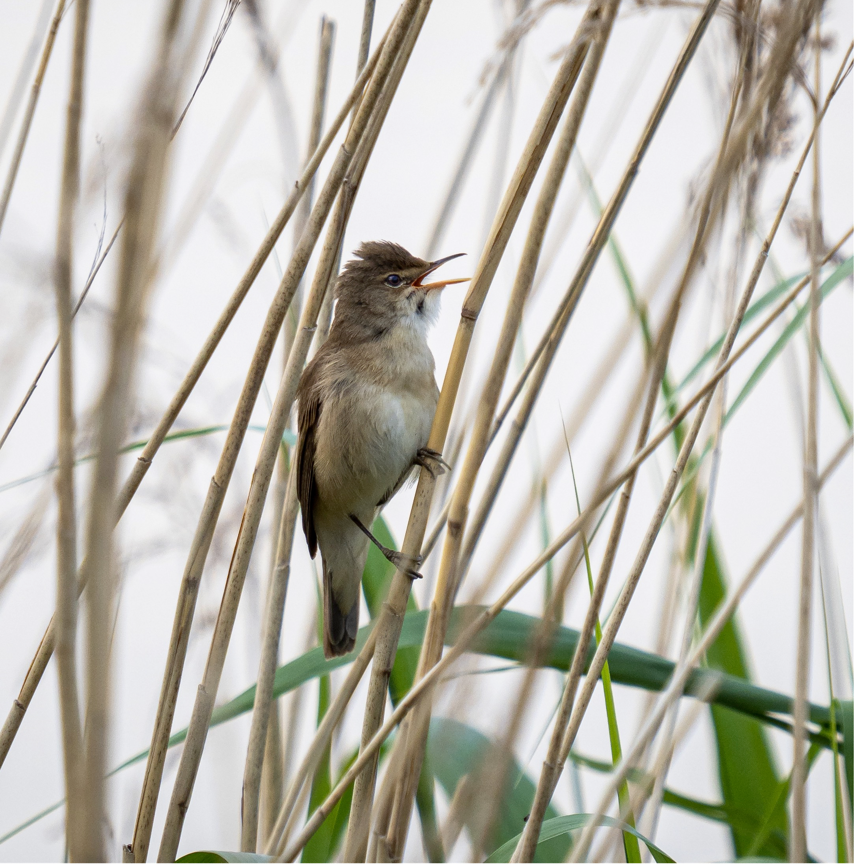Sound Escape 18: the beguiling songs of warblers from a reedbed by a lake in the Brecon Beacons