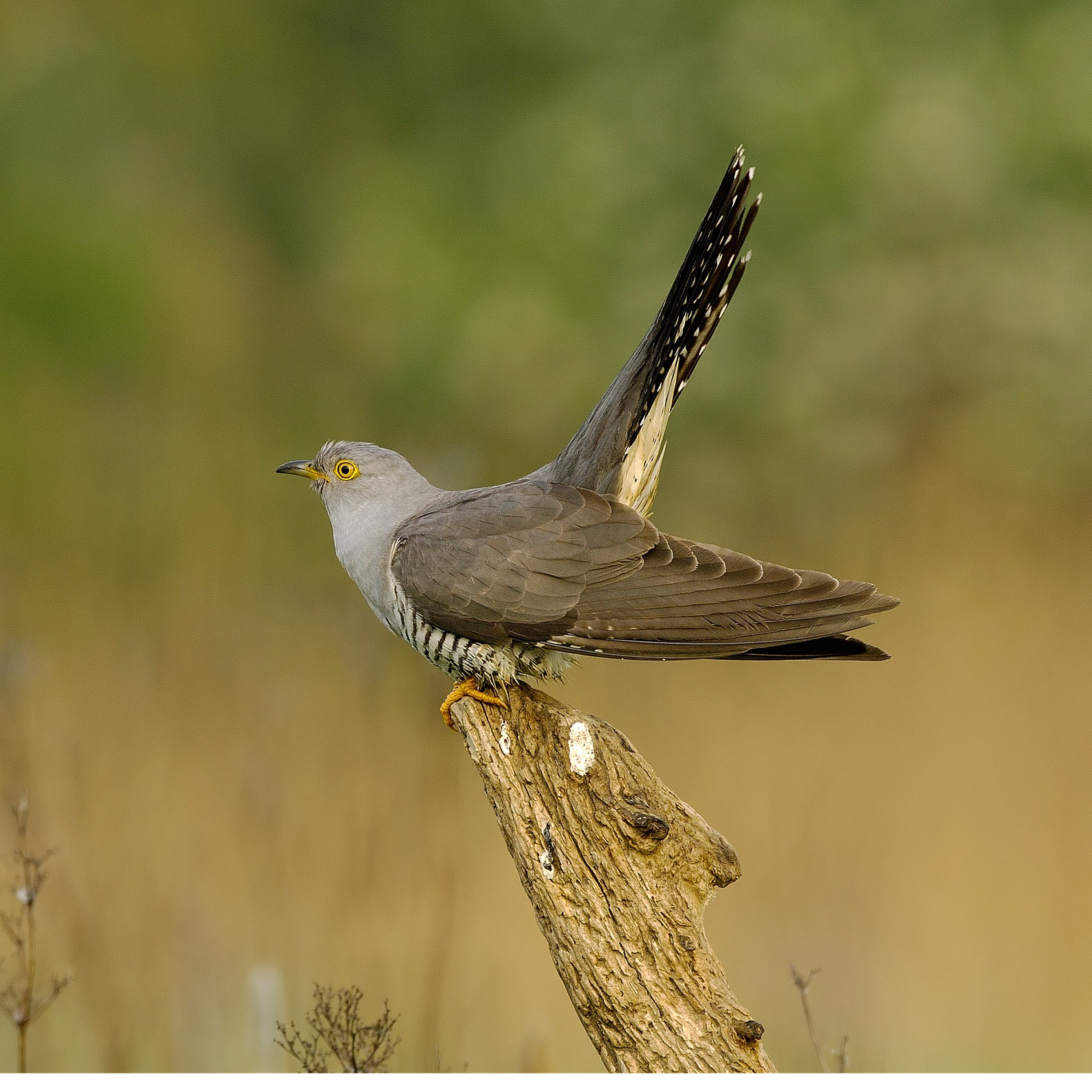 105. Discover the mysterious lives of cuckoos in a Cambridgeshire fen