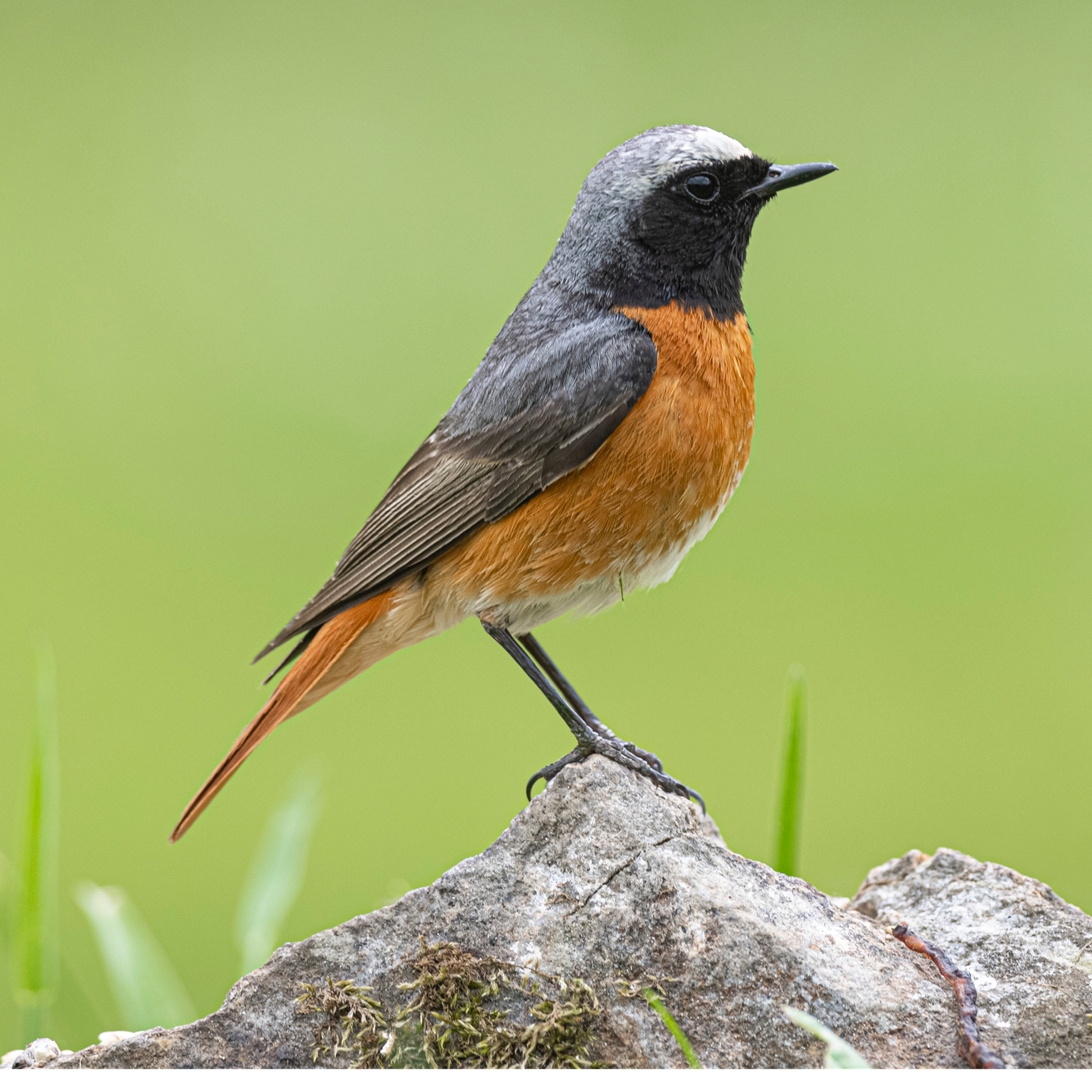 Sound Escape 17: Be transported to a wooded Welsh valley to hear redstarts and song thrushes