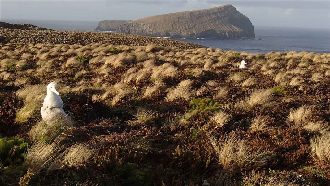 Rescuing the Antipodes: How Rodent Eradication Saved an Island Ecosystem