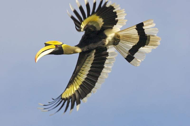 Episode 218: Asia's Great Hornbill