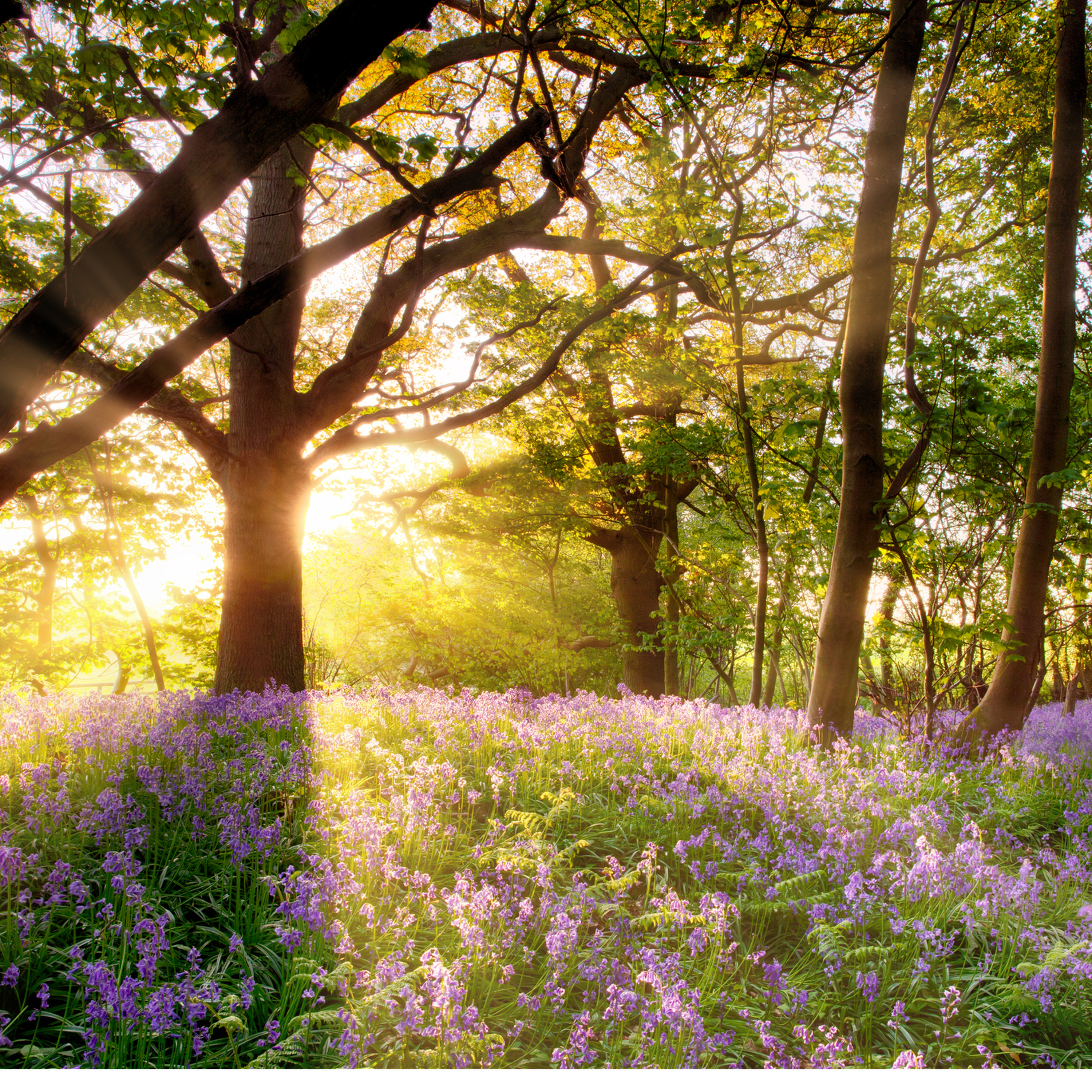 103. A joyful spring chorus of birdsong in a West Country oak woodland