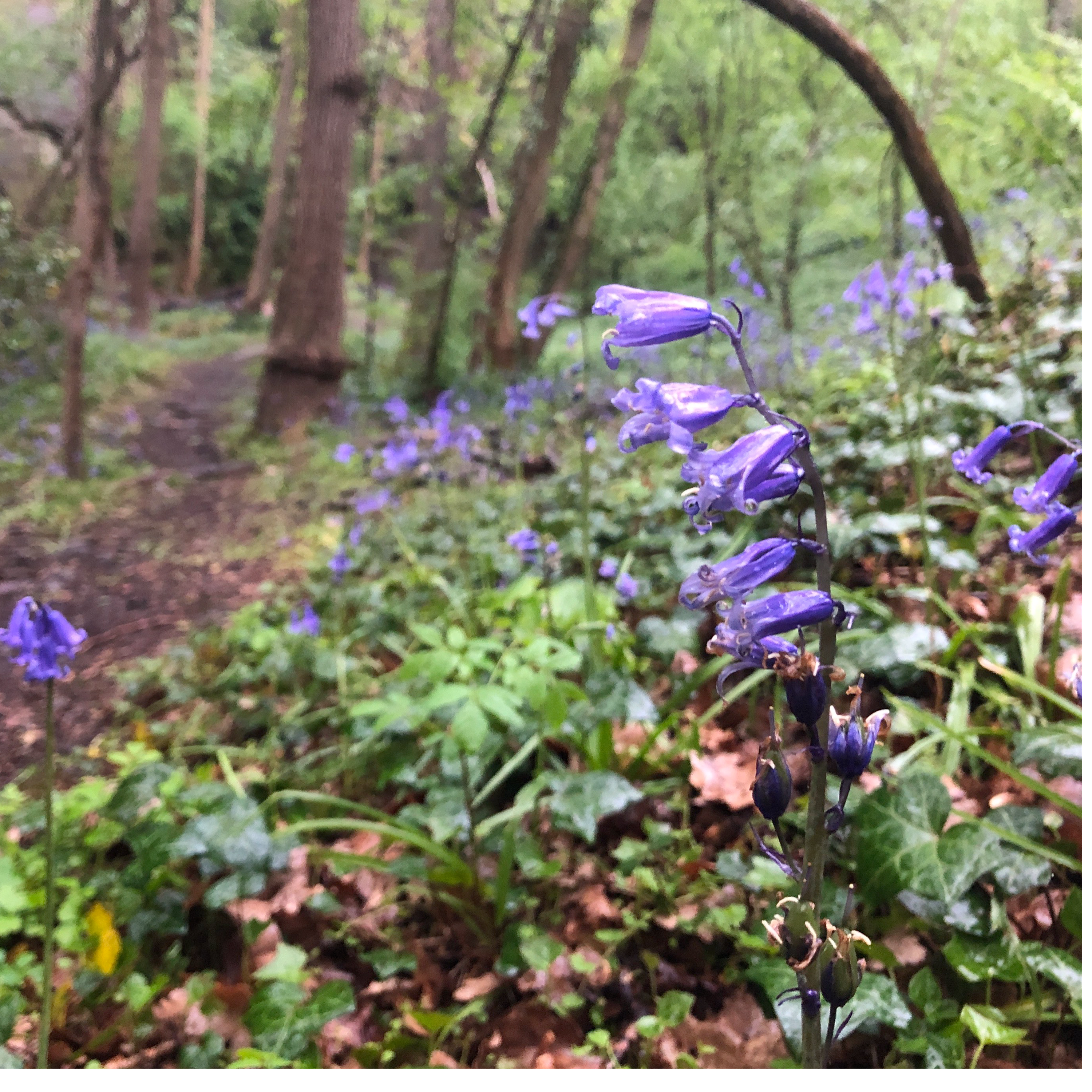 Sound Escape 15: relax to the gentle patter of rain in a Maytime bluebell wood