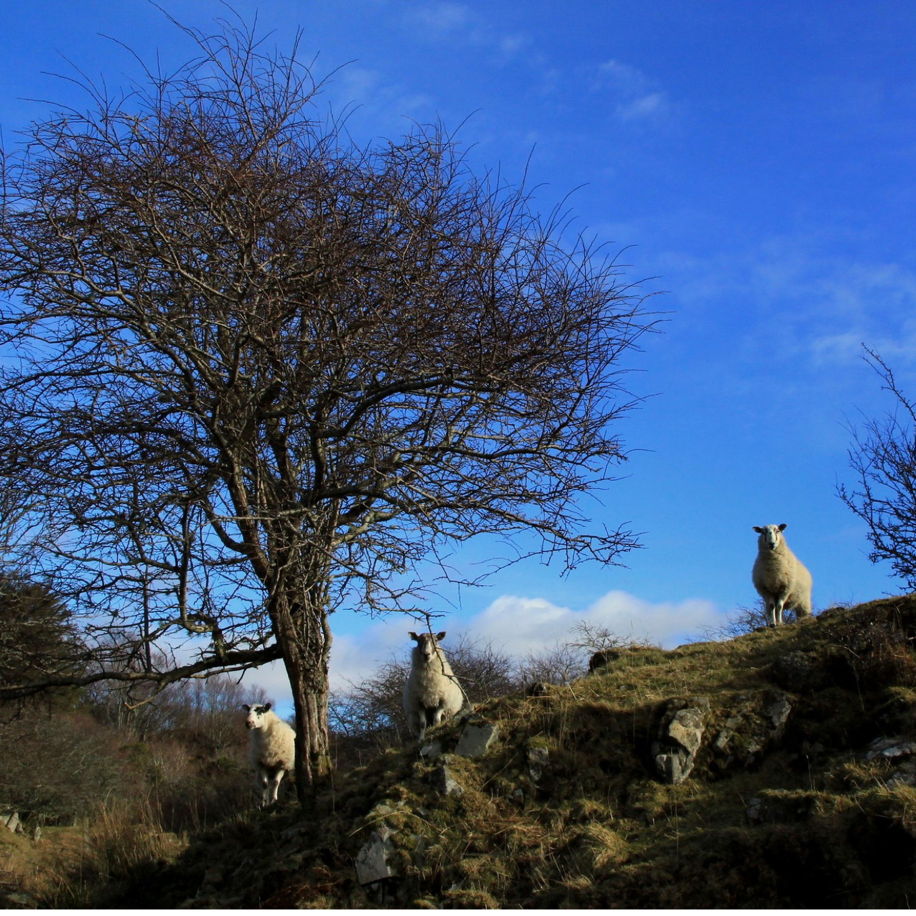 102. Forgotten tales, ancient woods and fairytale creatures on the loch – enjoy spring on the Hebridean Isle of Seil