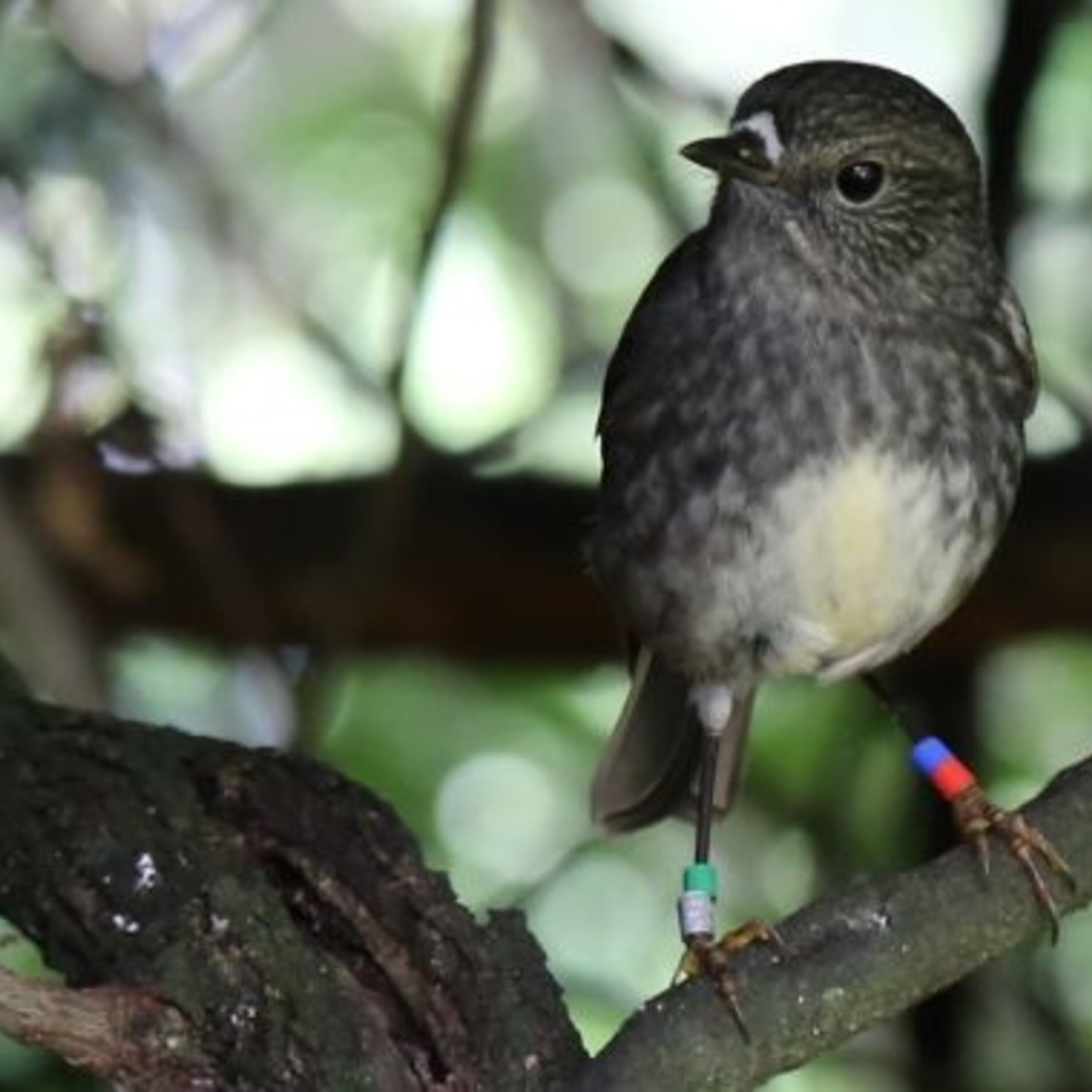 3-parent gene therapy for mitochondrial diseases and a news roundup