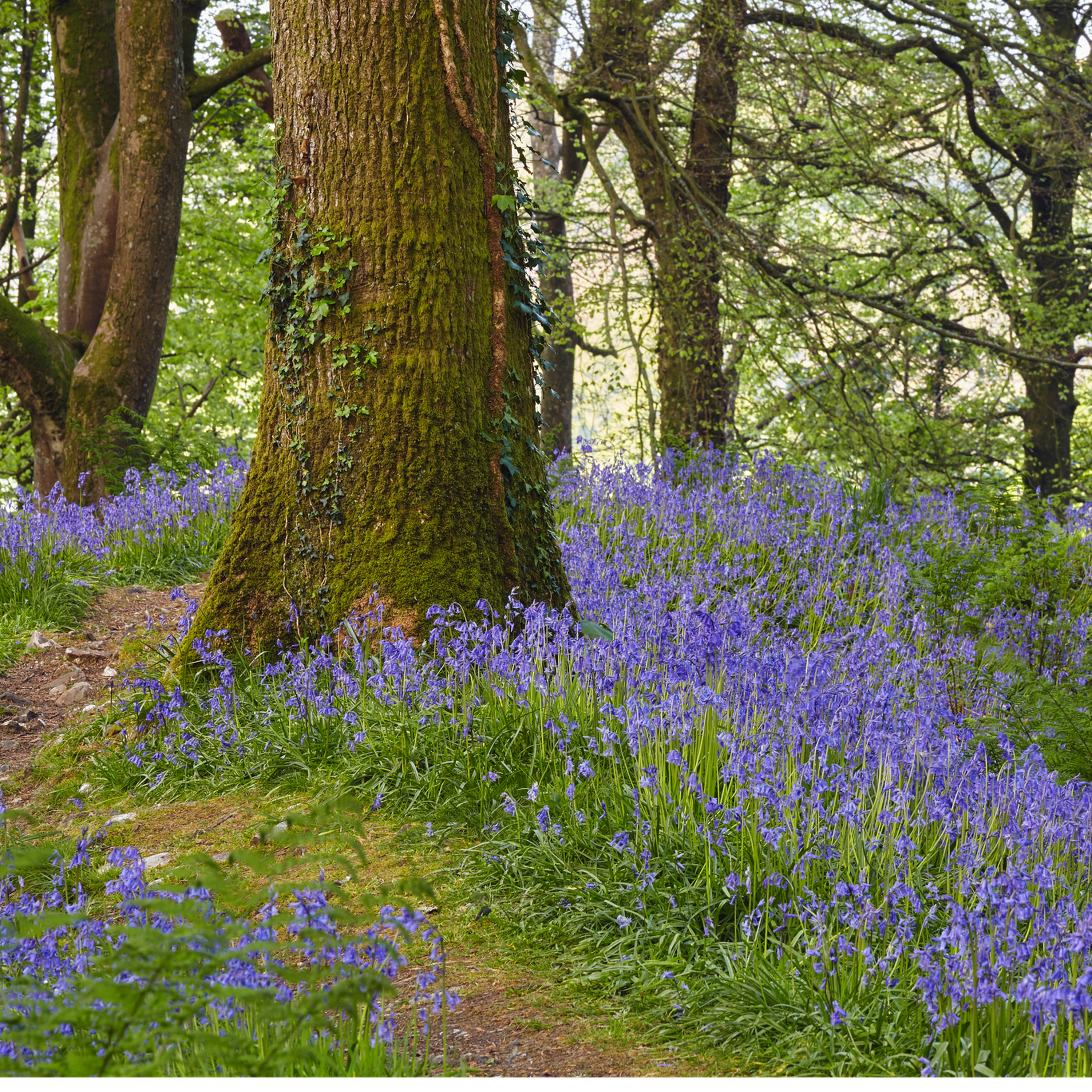 Sound Escape 14: relax to the dawn chorus from a West Country oak wood