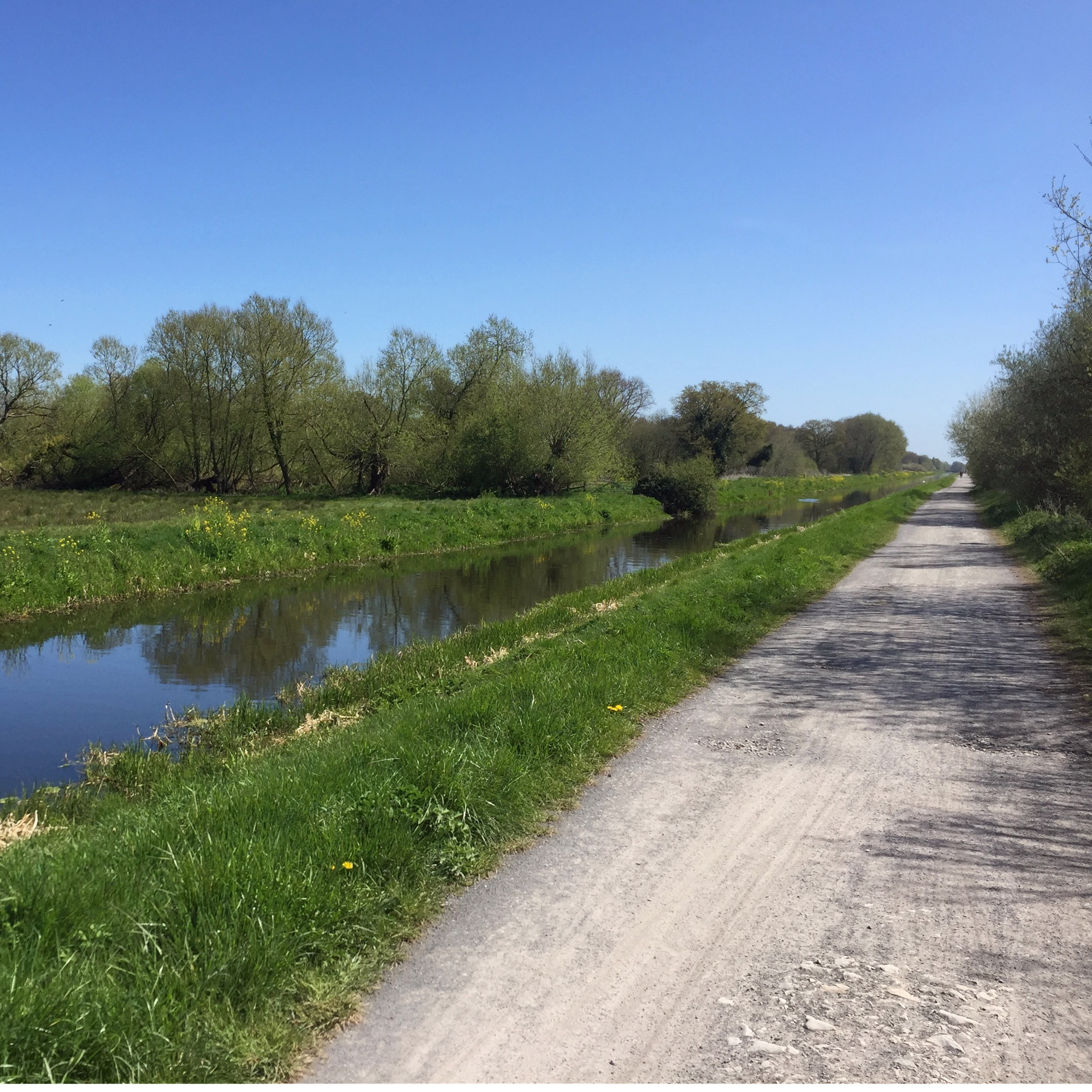 101. An adventure to hear a booming bittern in the magnificent marshes of Avalon