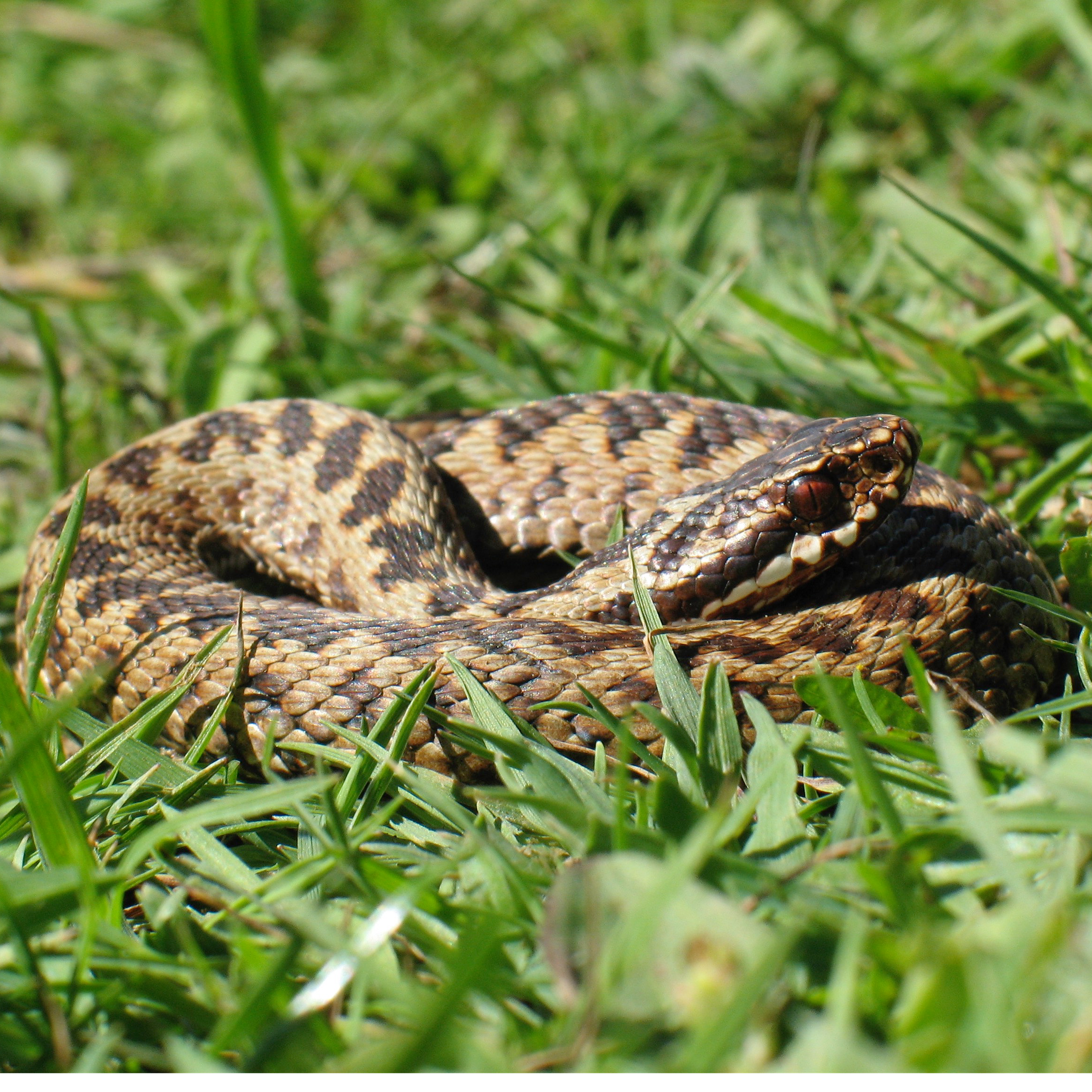 100. A wander along the Dorset coast in search of adders and spring migrants