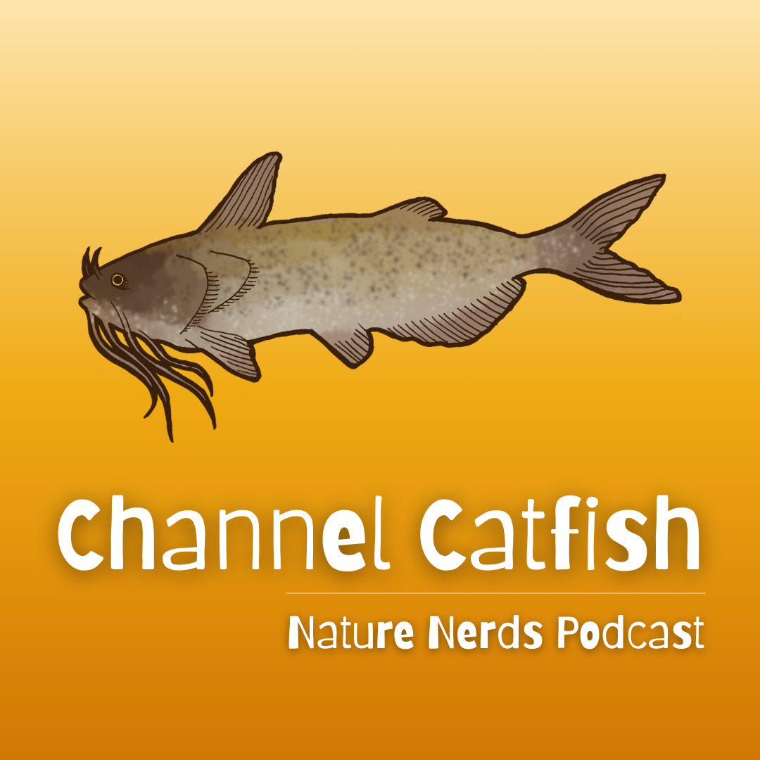 Channel Catfish